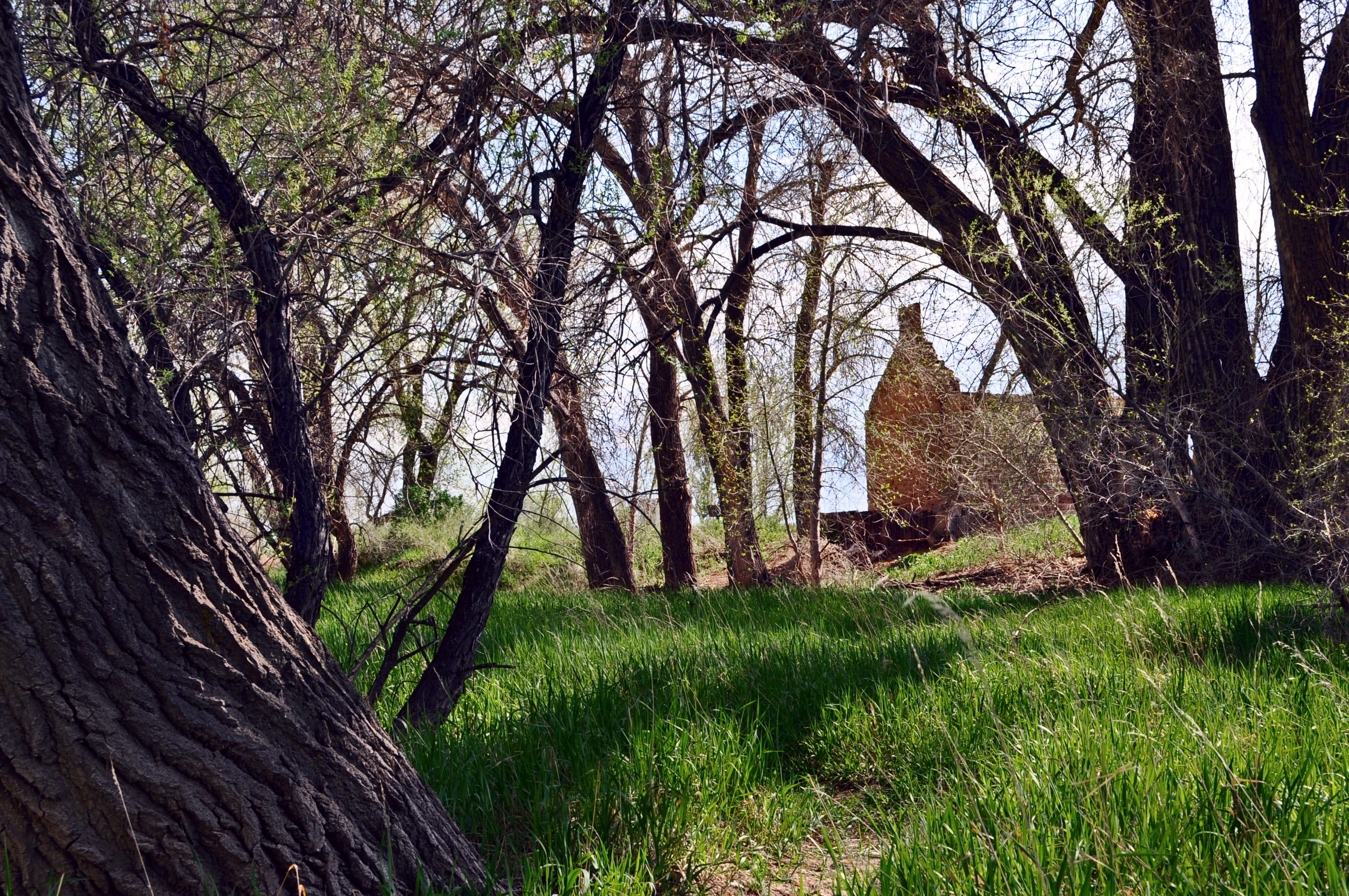beauty in nature, nature, field, no people, day, Cabin, 2K, forest, plant, trunk, green color, Robert Strauss, land, tree, tranquil scene, tree trunk, HD Wallpaper