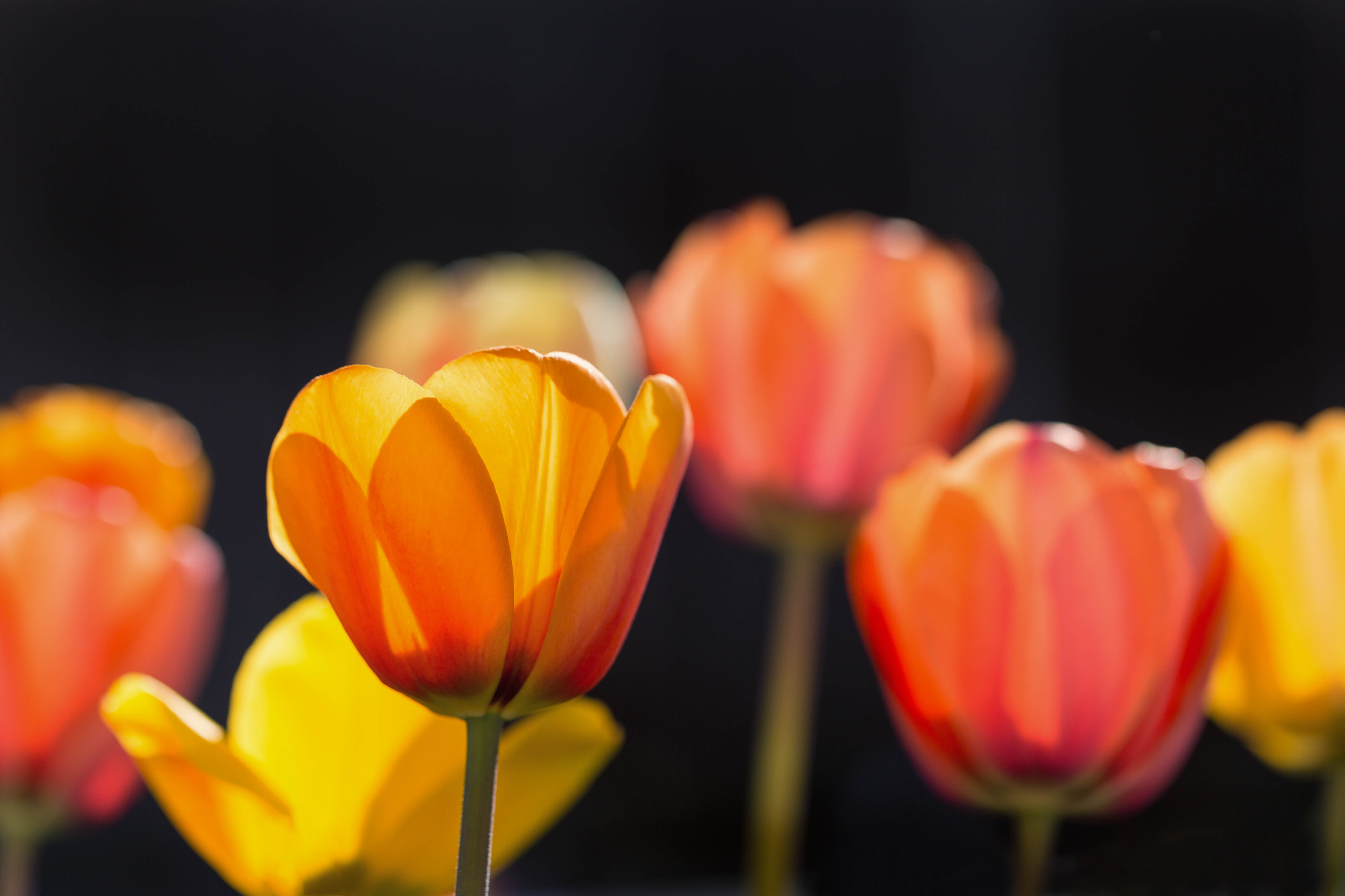 Tulips, closeup, spring, macro-shot, flower, floral, shot, macro, background, tulip, orange, 5K, Colorado, Denver Botanic Gardens, black, flowers, bulbs, HD Wallpaper