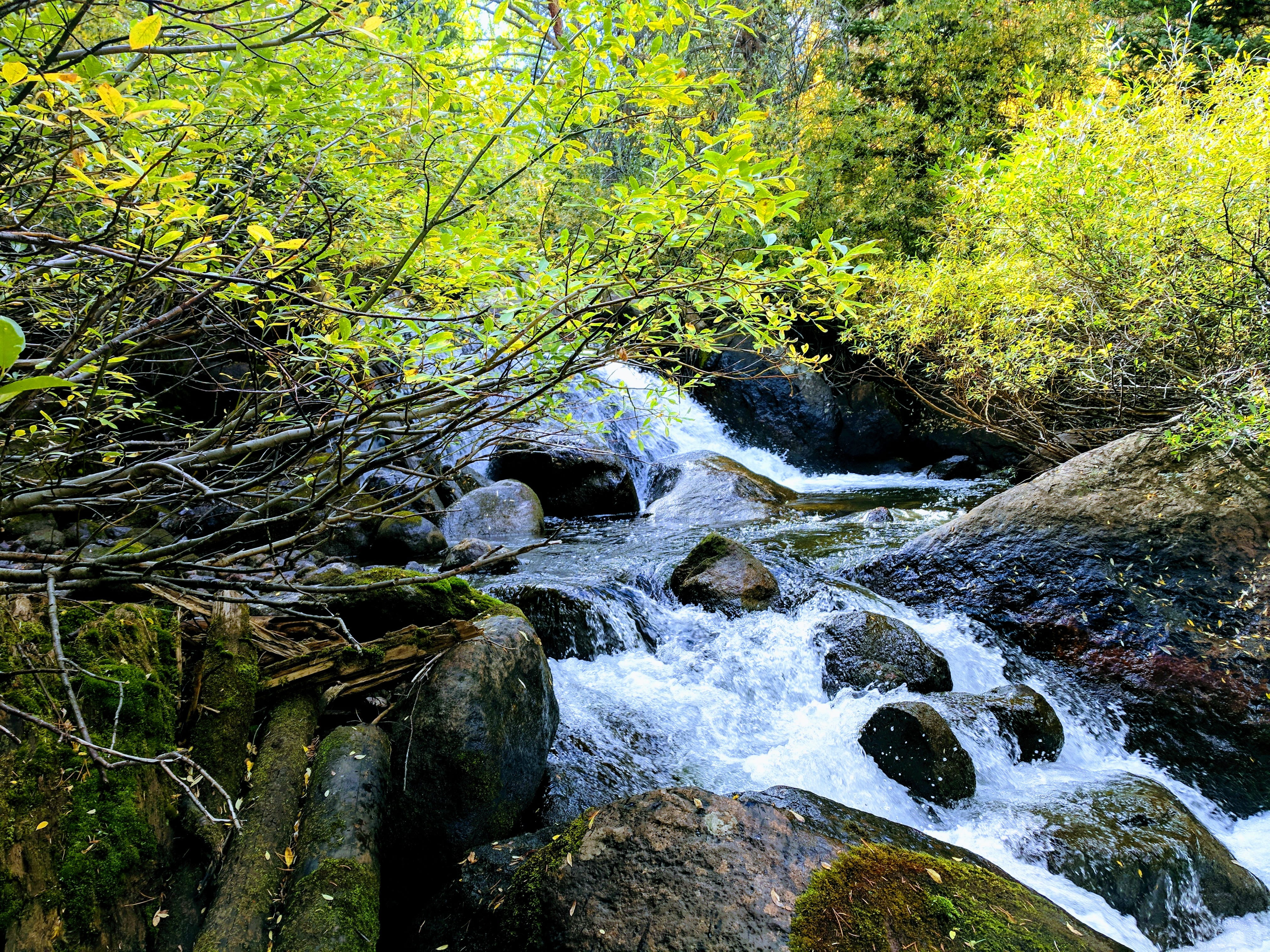 h20, brook, spring, rocks, flowing water, tree, no people, flowing, beauty in nature, babbling brook, tranquility, wet, non-urban scene, growth, land, rock, HD Wallpaper