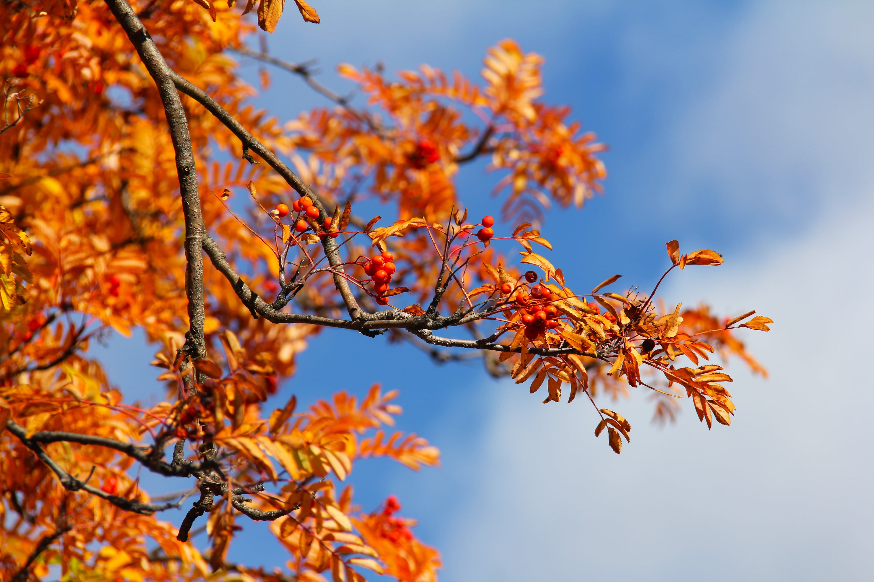 maple leaf, plant, beauty in nature, nature, orange color, red, plant part, colorful, tree, colors, beauty, season, yellow, new zealand, famous, cold, autumn collection, HD Wallpaper