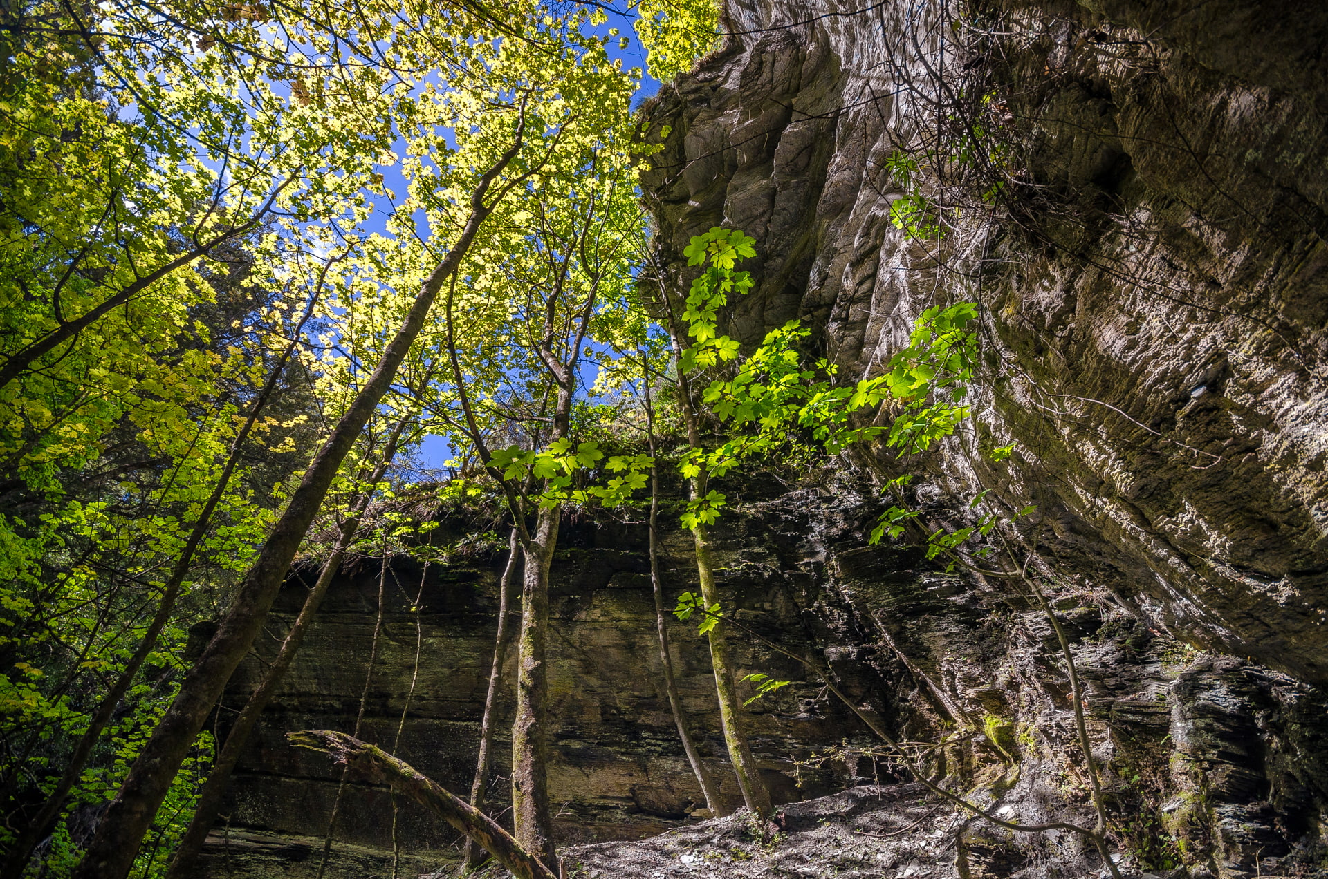1080P, trees, Arrowtown, forest, New Zealand, rock, HD Wallpaper
