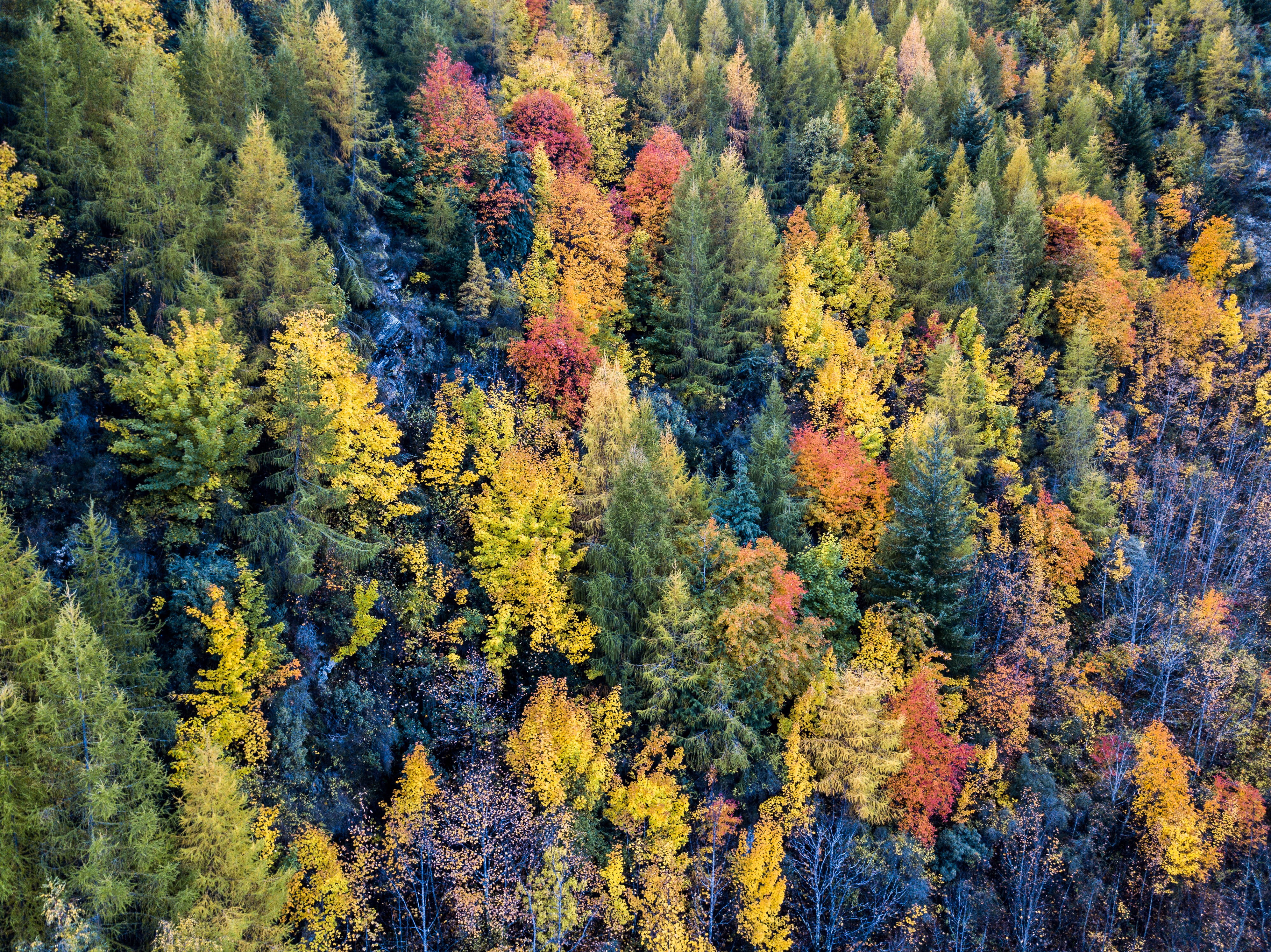 scenics - nature, mountain, land, day, autumn, fall, change, nature, pine tree, backgrounds, high angle view, non-urban scene, season, new zealand, tree, HD Wallpaper