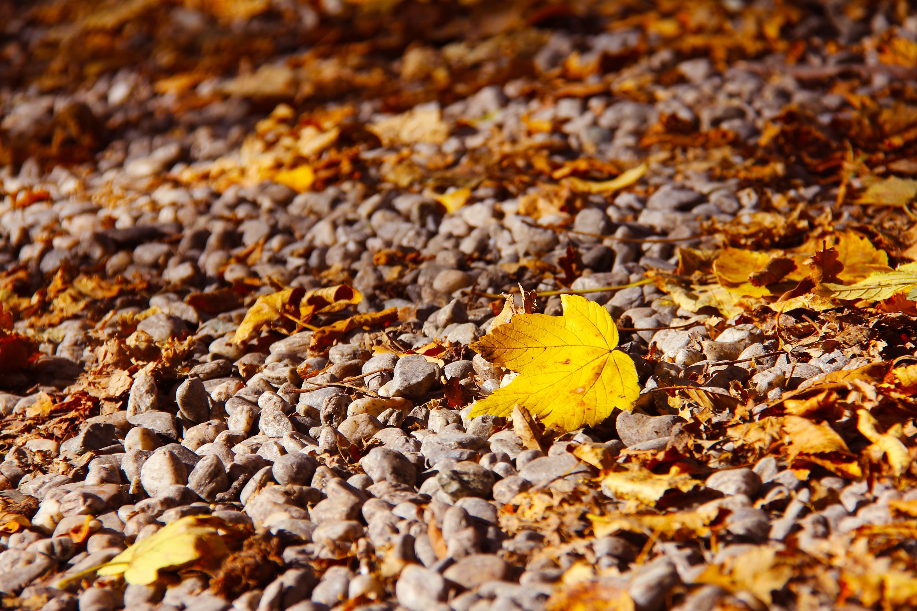 yellow, gravel, colors, leaf, cold, famous, natural condition, new zealand, falling, autumn leaves, selective focus, beauty in nature, backgrounds, maple leaf, HD Wallpaper