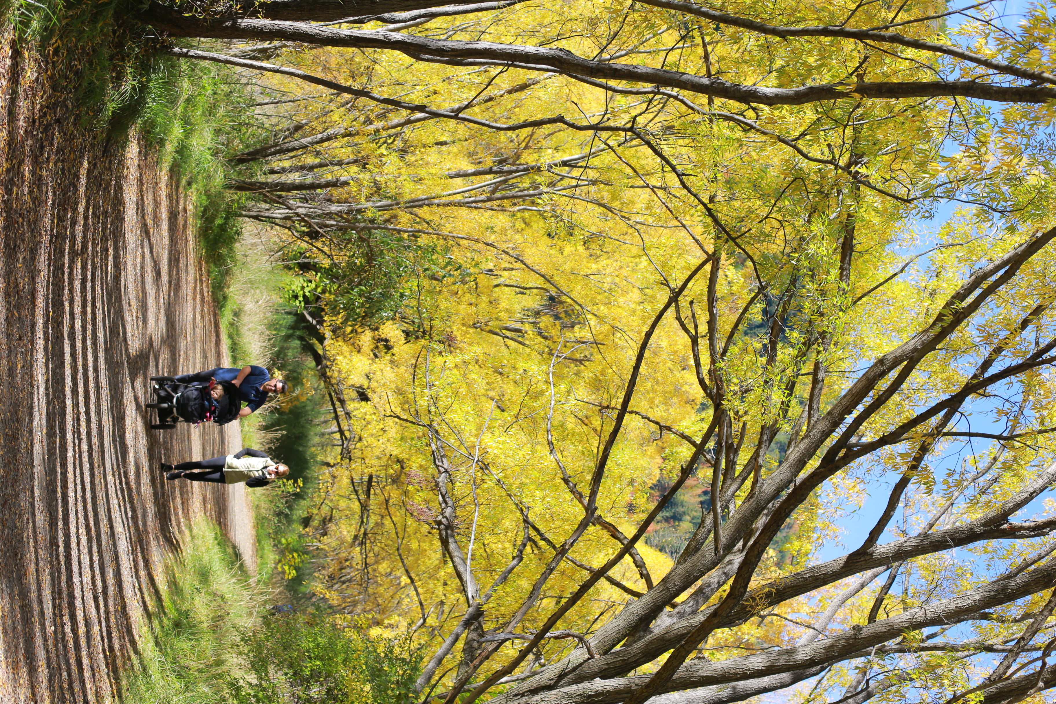 trail, men, road, autumn, tree, bike, forest, outdoors, leisure activity, beauty in nature, day, one person, human, nature, real people, new zealand, tranquility, HD Wallpaper