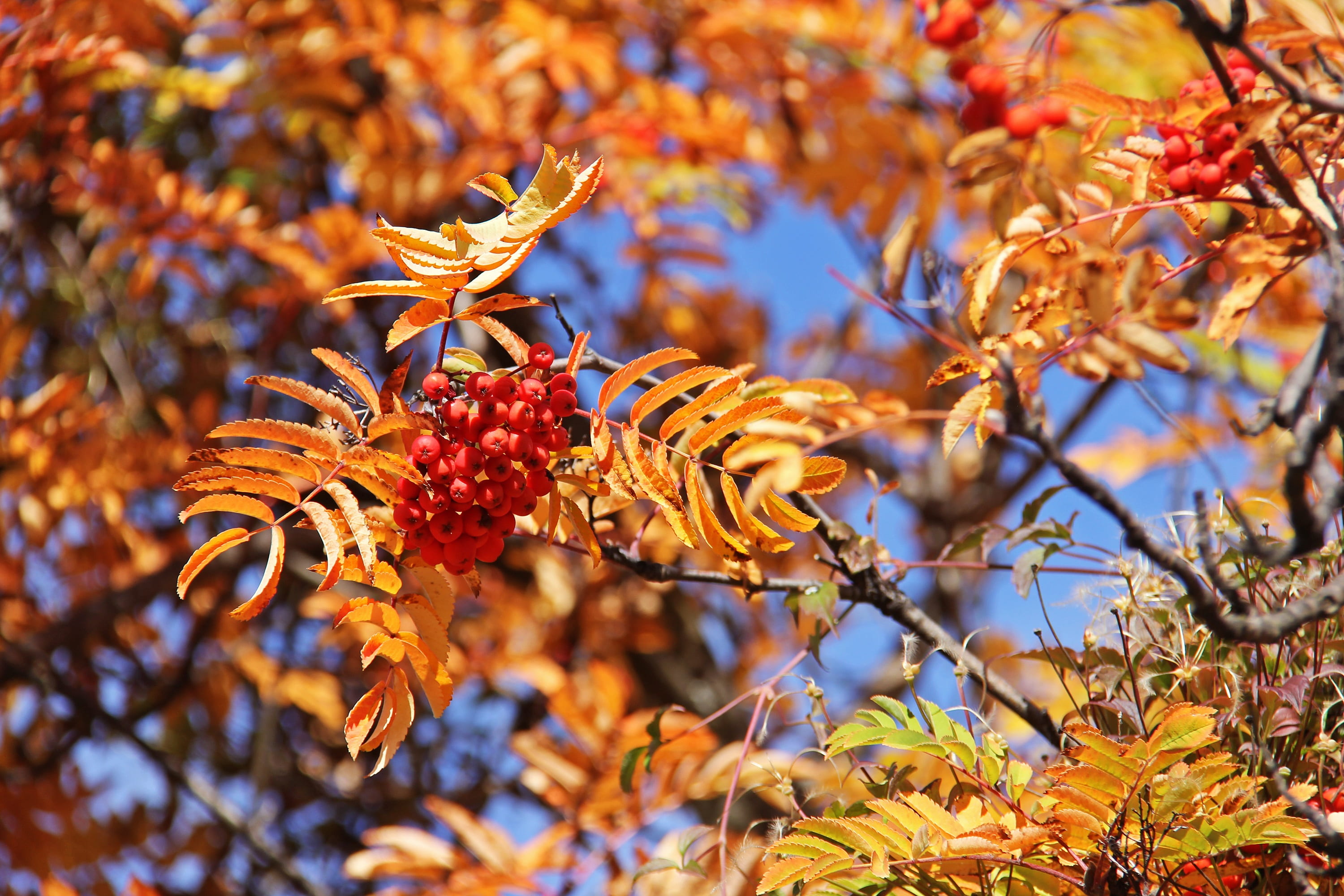 close-up, focus on foreground, famous, red, cold, change, rowanberry, 2K, beauty in nature, amazing, healthy eating, arrowtown, beautiful, no people, day, HD Wallpaper