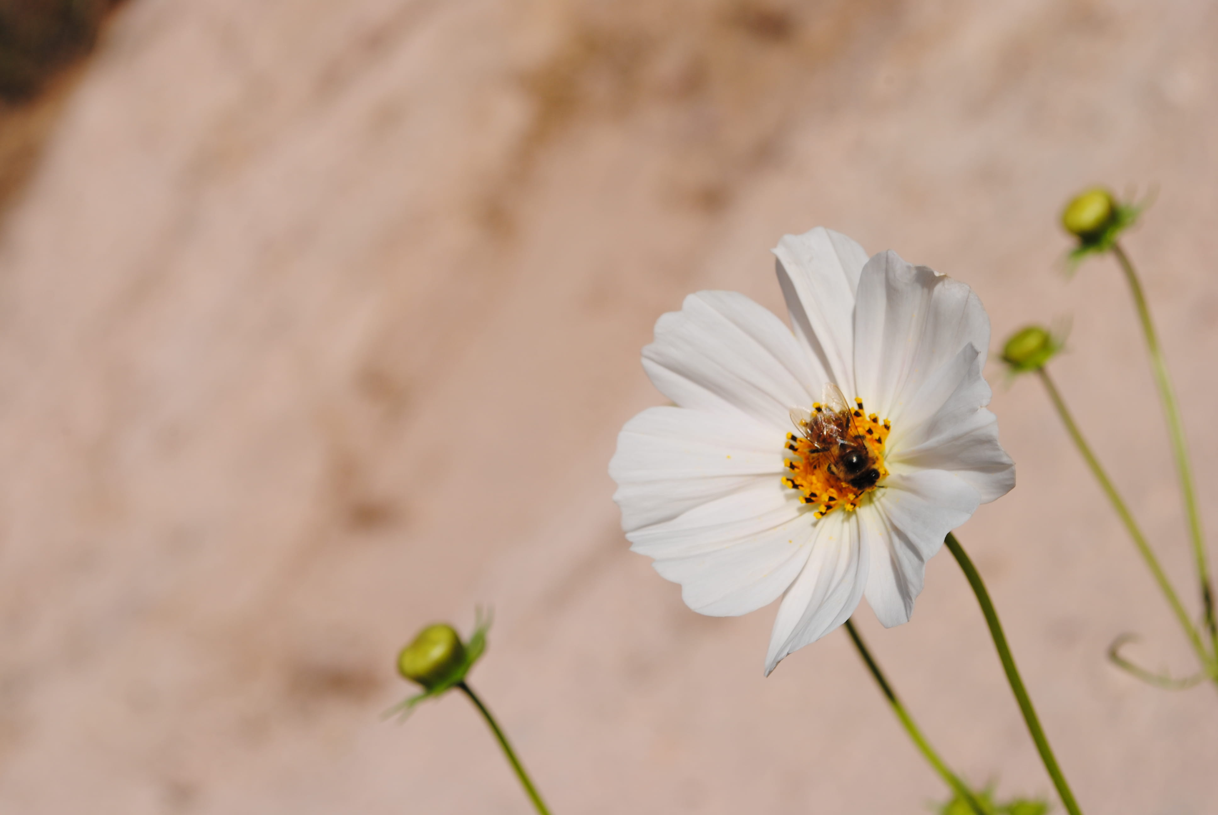 plant, invertebrate, animal, no people, freshness, close-up, 4K, beauty in nature, fragility, göreme, flower head, animal wildlife, flowering plant, focus on foreground, HD Wallpaper