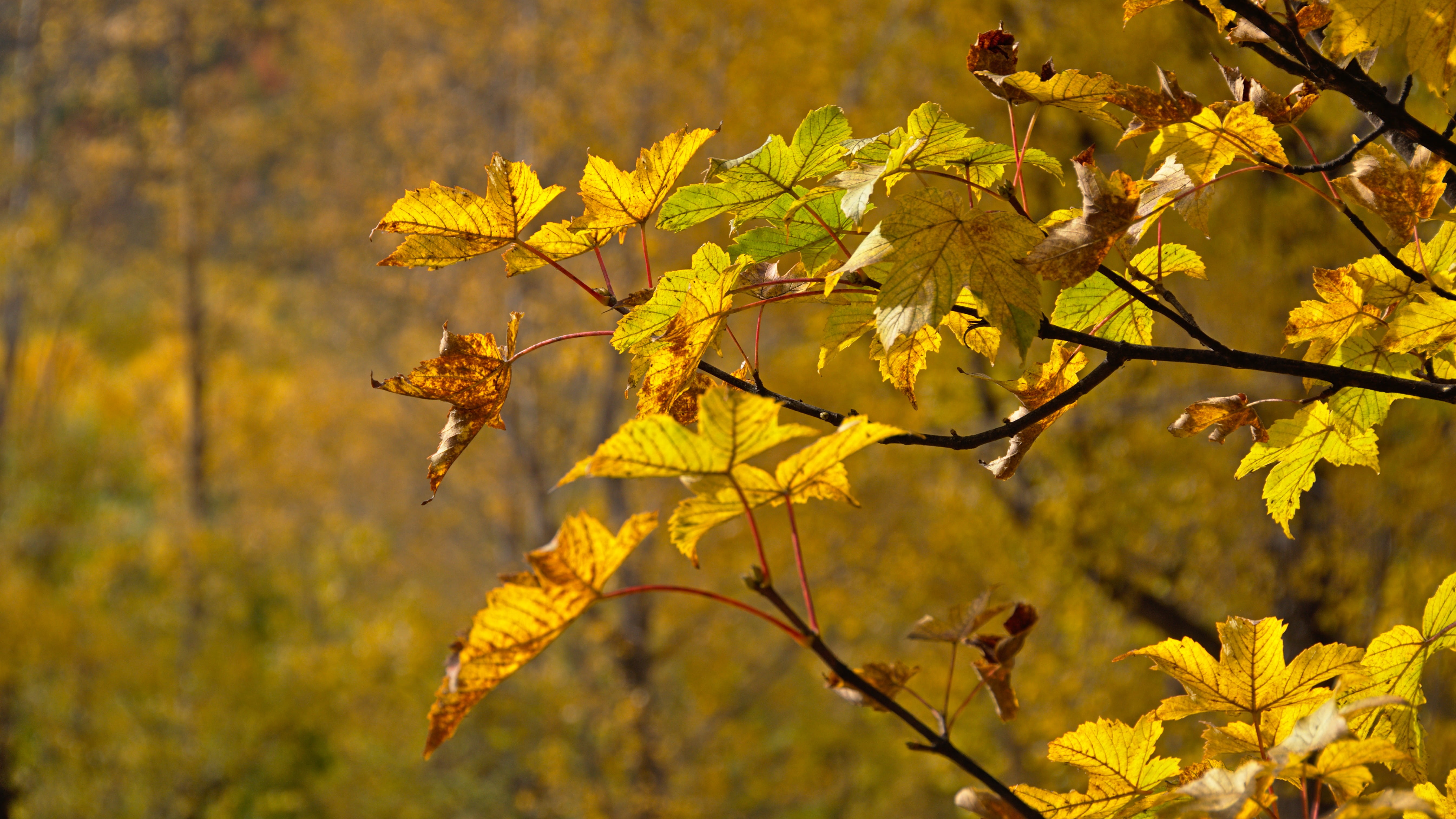 autumn collection, nature, new zealand, golden, plant part, close-up, 65 manse rd, focus on foreground, growth, day, natural condition, leaf, 5K, vulnerability, HD Wallpaper