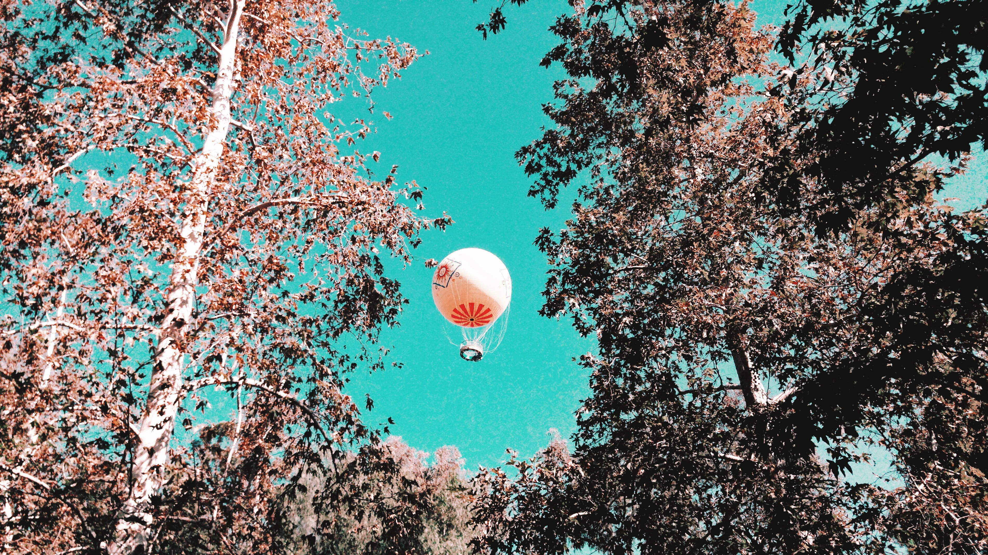 land, nature, growth, sunny, baloon, air, sky, autumn, hot air balloon, sunlight, no people, balloon, day, branch, blue, ball, red, mid-air, close-up, white, HD Wallpaper