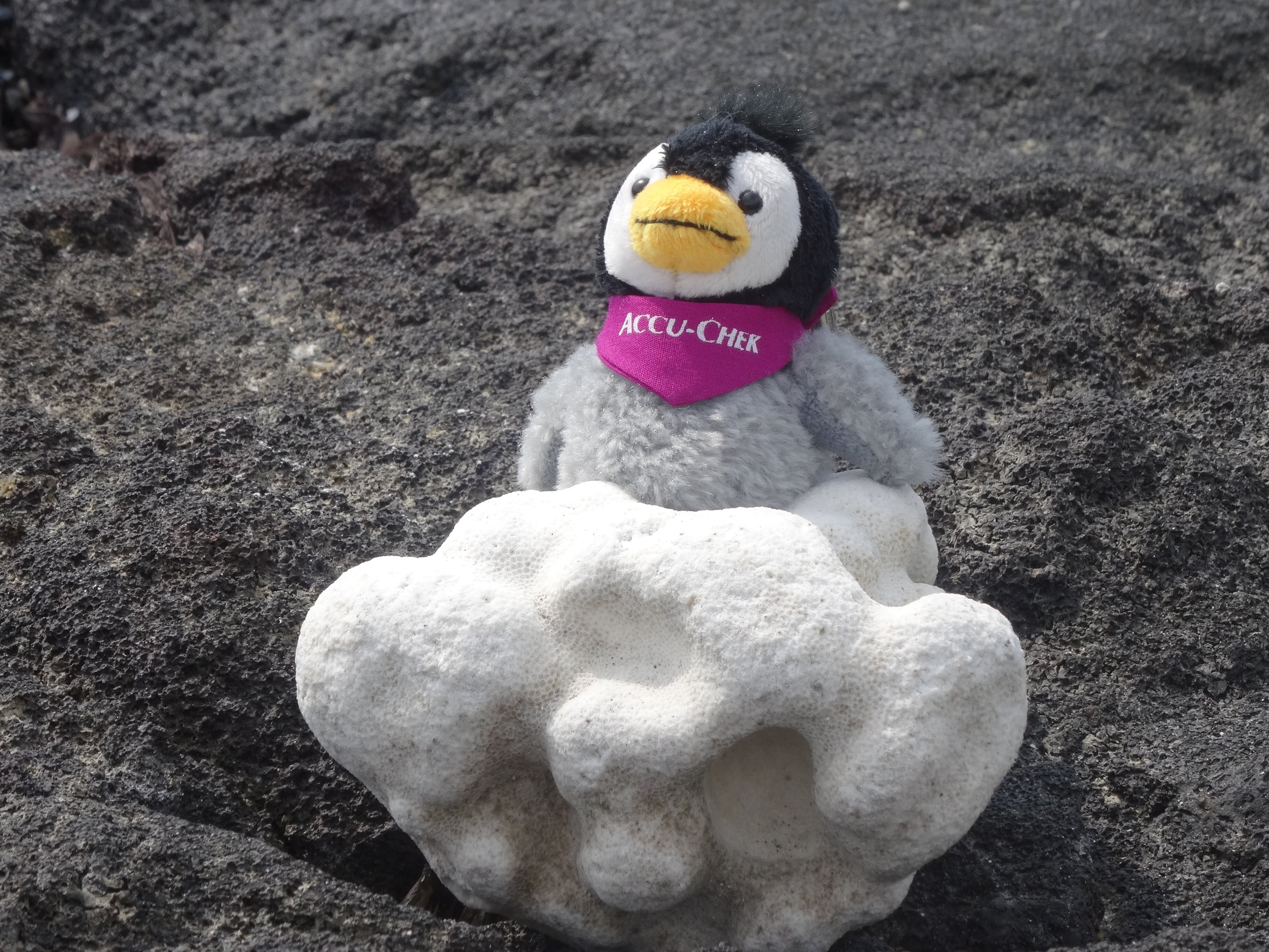 toy, animal representation, animal themes, canine, representation, day, stone, 2K, penguin, no people, soft toy, vertebrate, winter, focus on foreground, HD Wallpaper