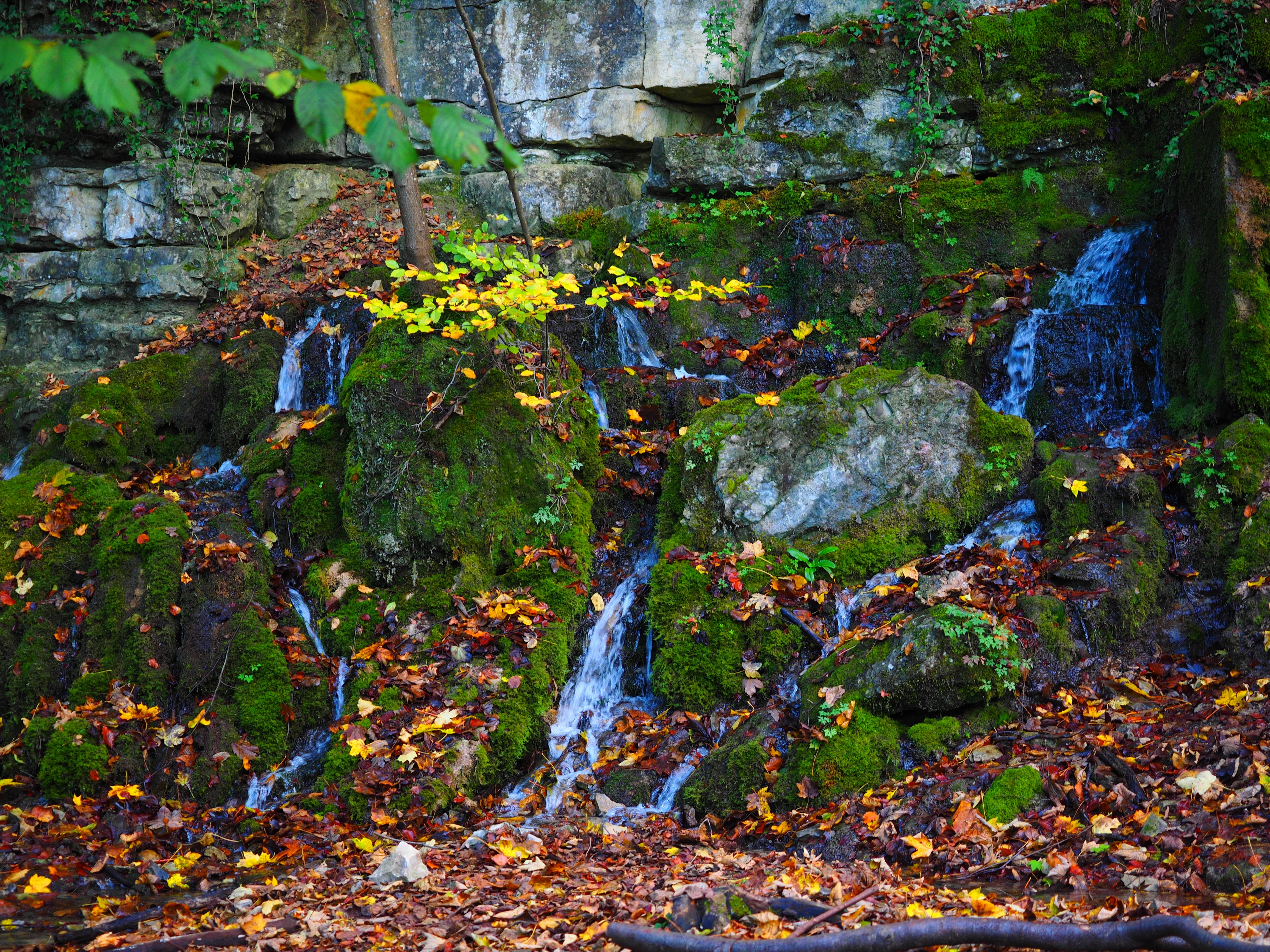 plant, moss, waterfall, outdoors, sinterkalkterrasse, rock - object, growth, plant part, solid, swell, tree, tufa, nature, land, day, goods steiner waterfalls, HD Wallpaper