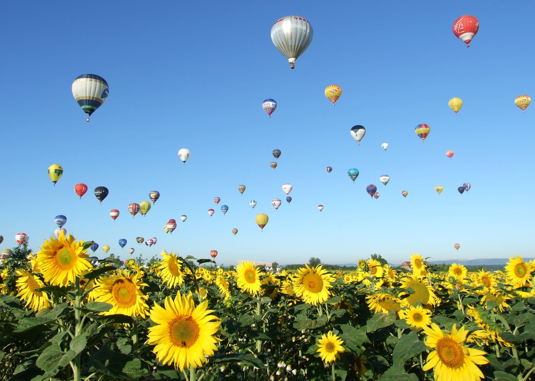 sunflowers, Mondial, sky, nature, Lorraine, hot air balloons, summer, air, yellow, balloons, 720P, chambley, multi Colored, hot, hot Air Balloon, Ballons, HD Wallpaper