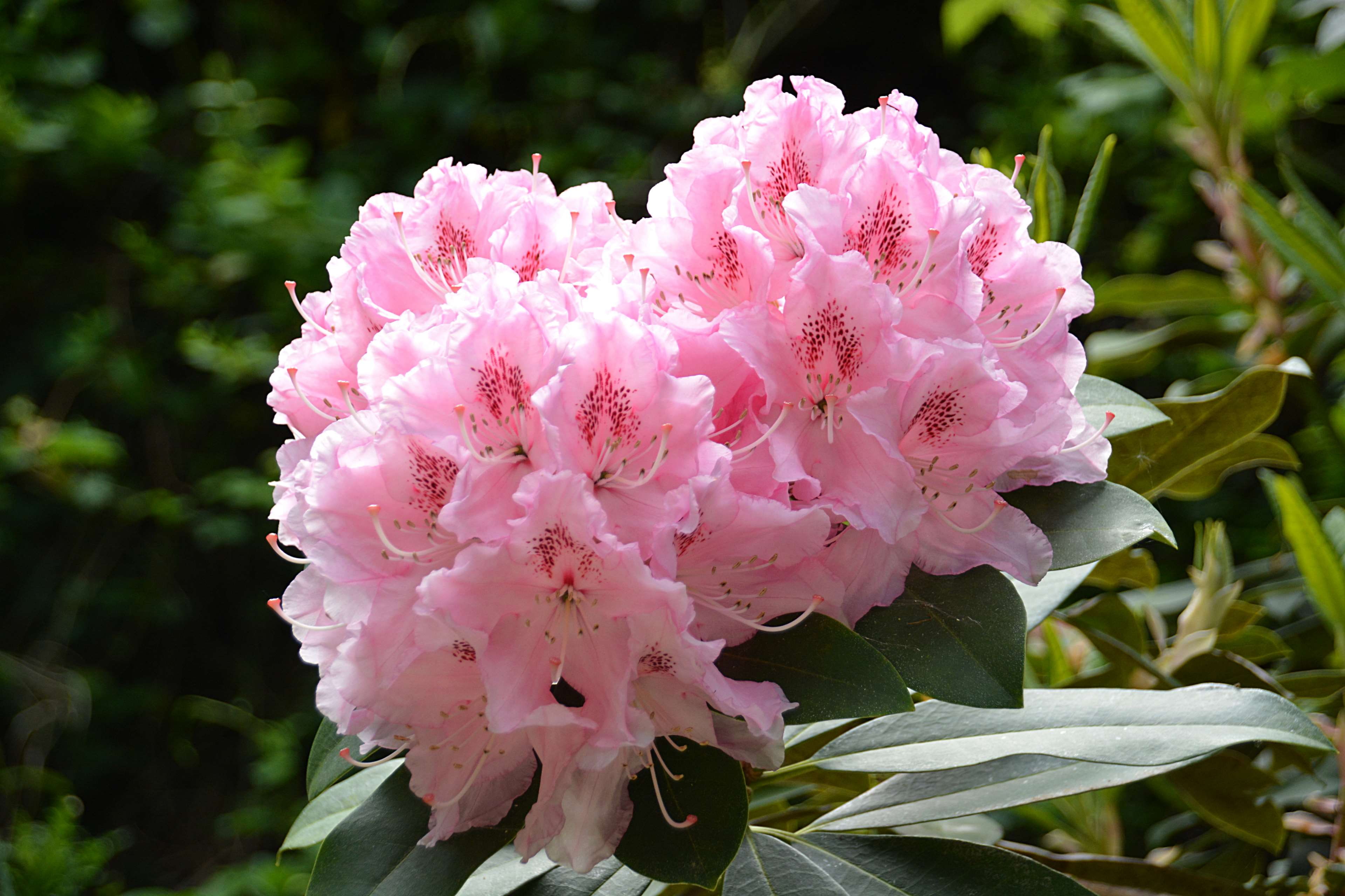 beauty in nature, rhododendron, floraison, fleur panouie, nature, close-up, growth, fleur, focus on foreground, plant, no people, flower head, plant part, HD Wallpaper