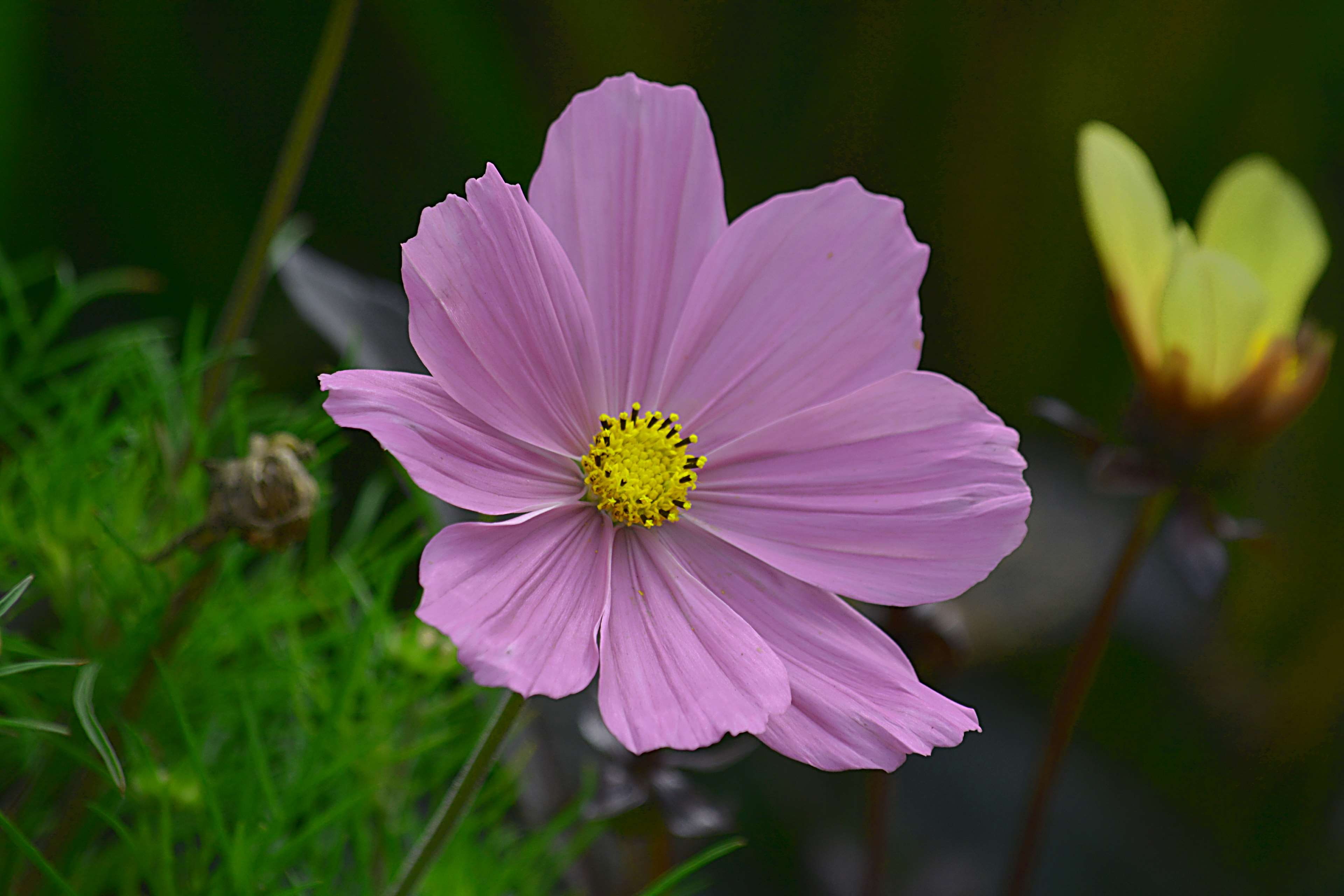 beauty in nature, inflorescence, pink color, plant, 4K, flower, jardin, freshness, la nature, blossom, pollen, couleurs, ptales, petal, nature, flower head, HD Wallpaper