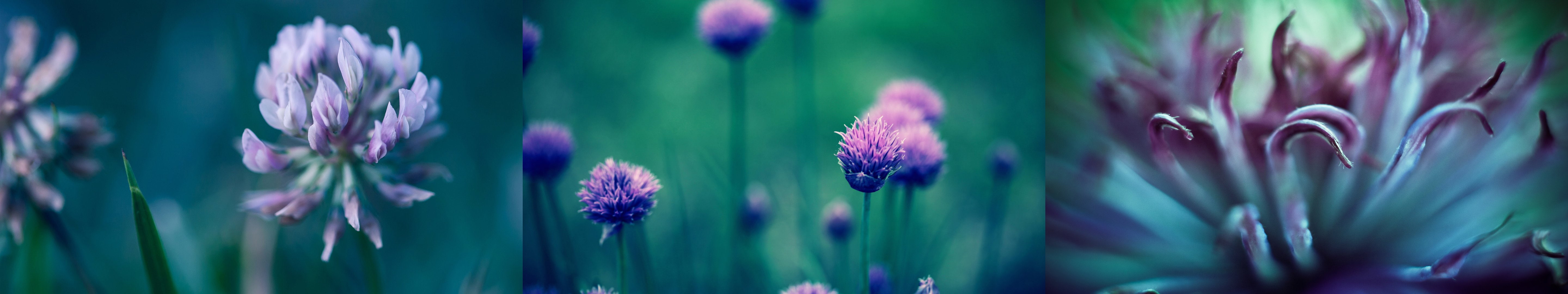 triple, couleur, plant, monitor, screen, flower, multiple, nature, plante, fleur, color, 5K, multi, HD Wallpaper