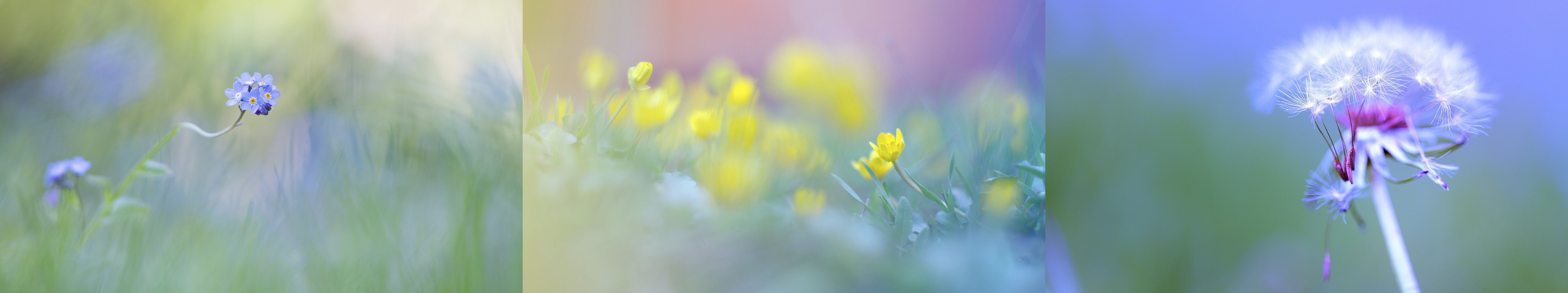 screen, flower, nature, monitor, multi, fleur, color, couleur, 5K, plante, plant, multiple, triple, HD Wallpaper