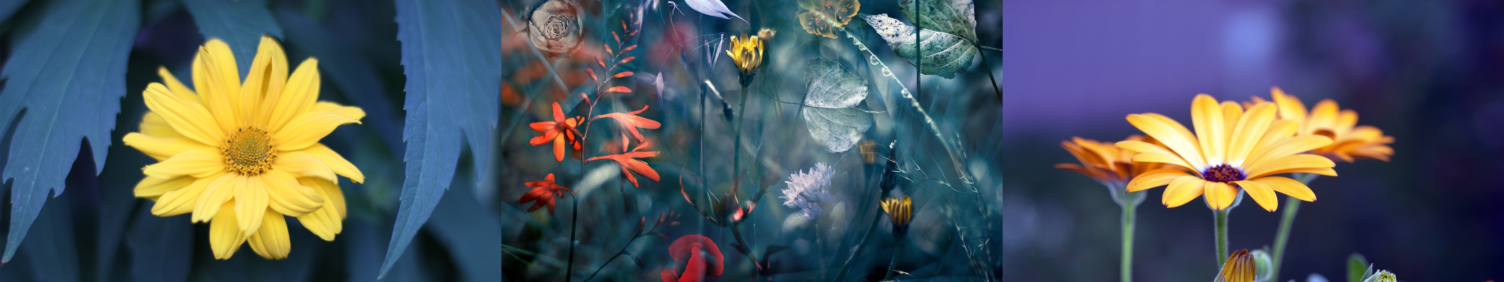 triple, color, flower, monitor, multi, plant, fleur, 5K, screen, plante, multiple, nature, couleur, HD Wallpaper