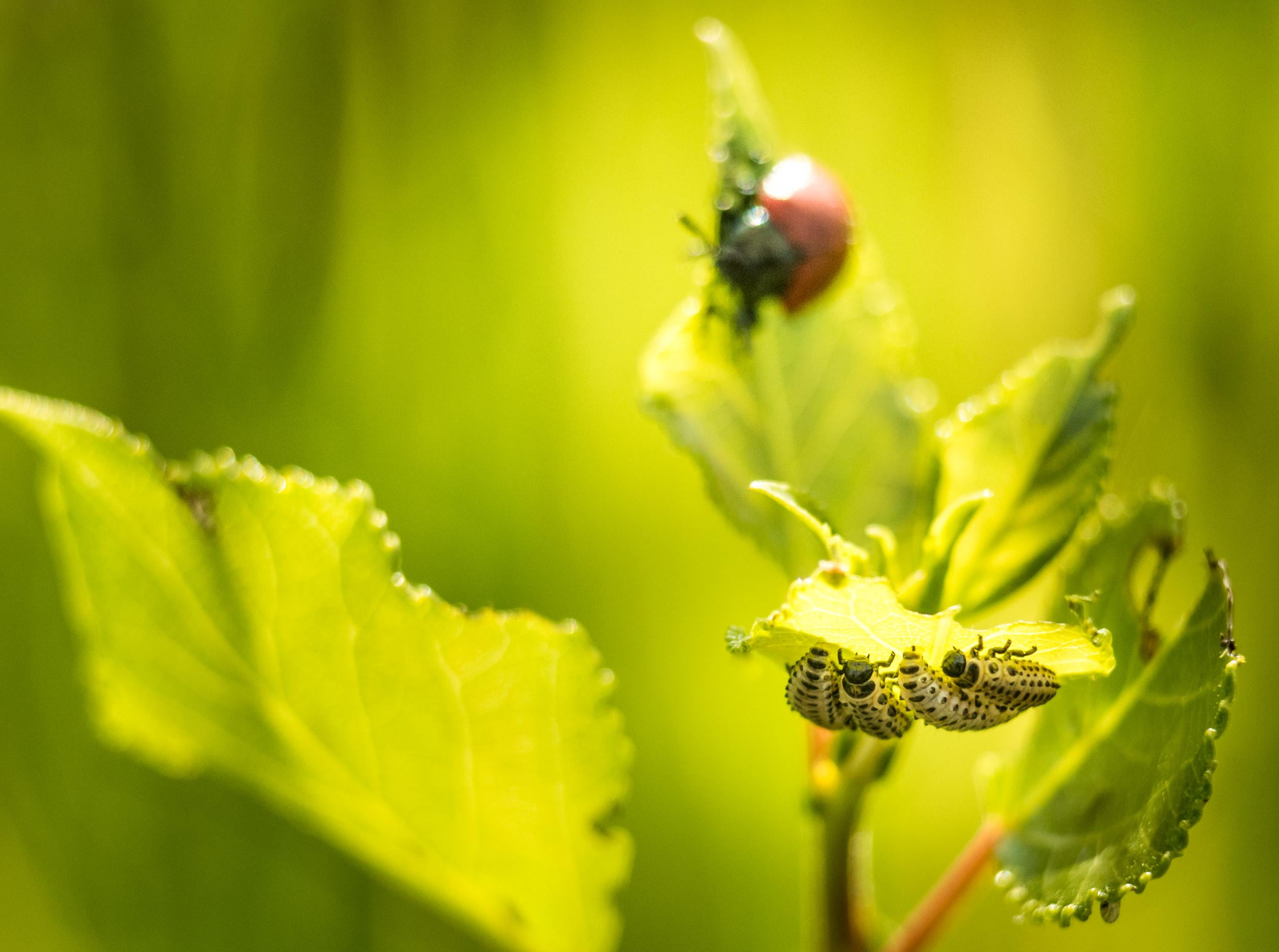 nymph, plant, ladybug, PDC, serene, DOF, labri, parfum, POV, fleur, plantes, flower, leave, scent, green leaf, 1080P, passion, close up, pleasure, light, HD Wallpaper