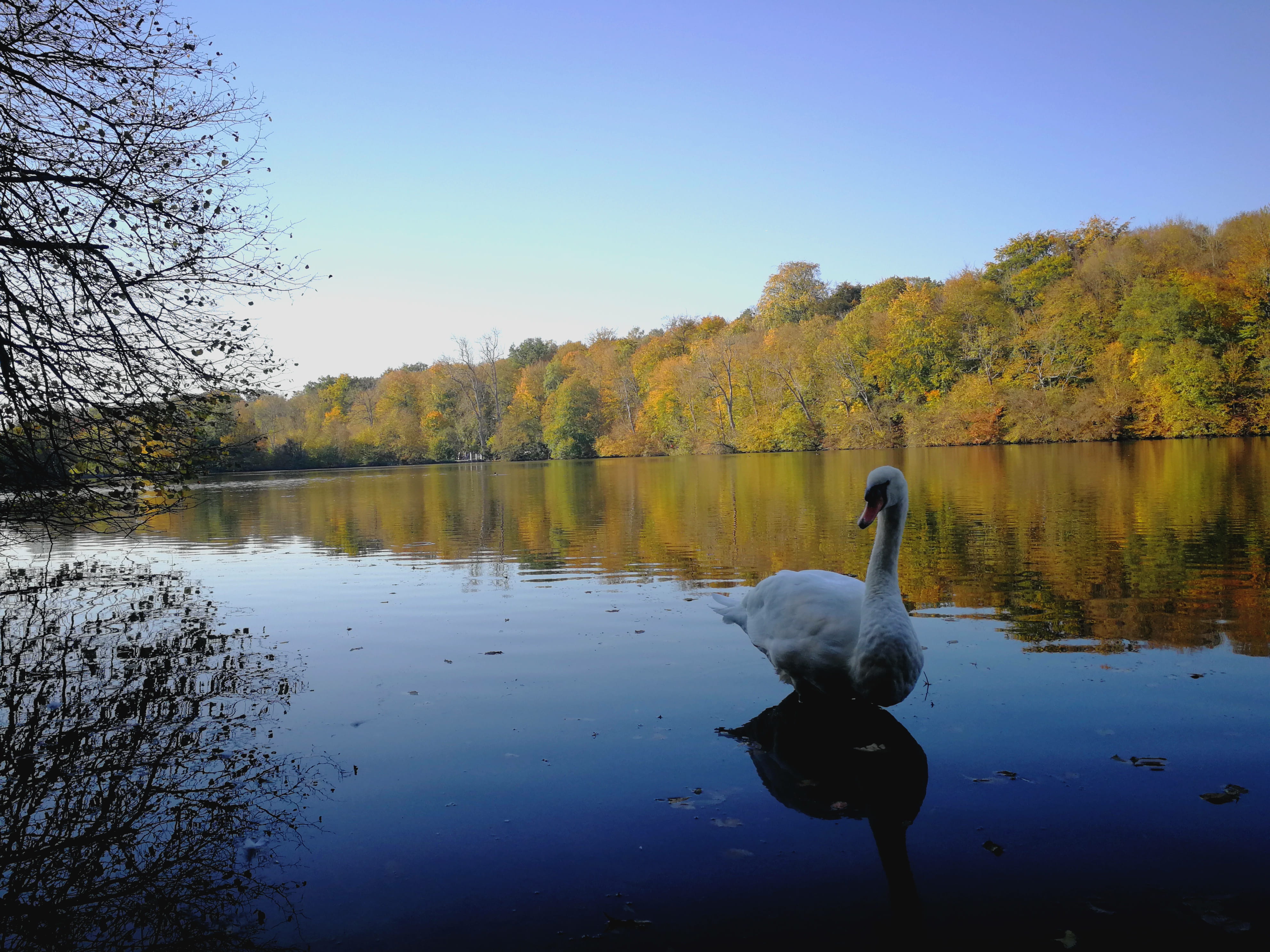 sky, beauty in nature, blanc, floating on water, day, bleu, 4K, reflection, water, arbre, vertebrate, tree, trees, animal wildlife, plant, couleur, tranquility, HD Wallpaper
