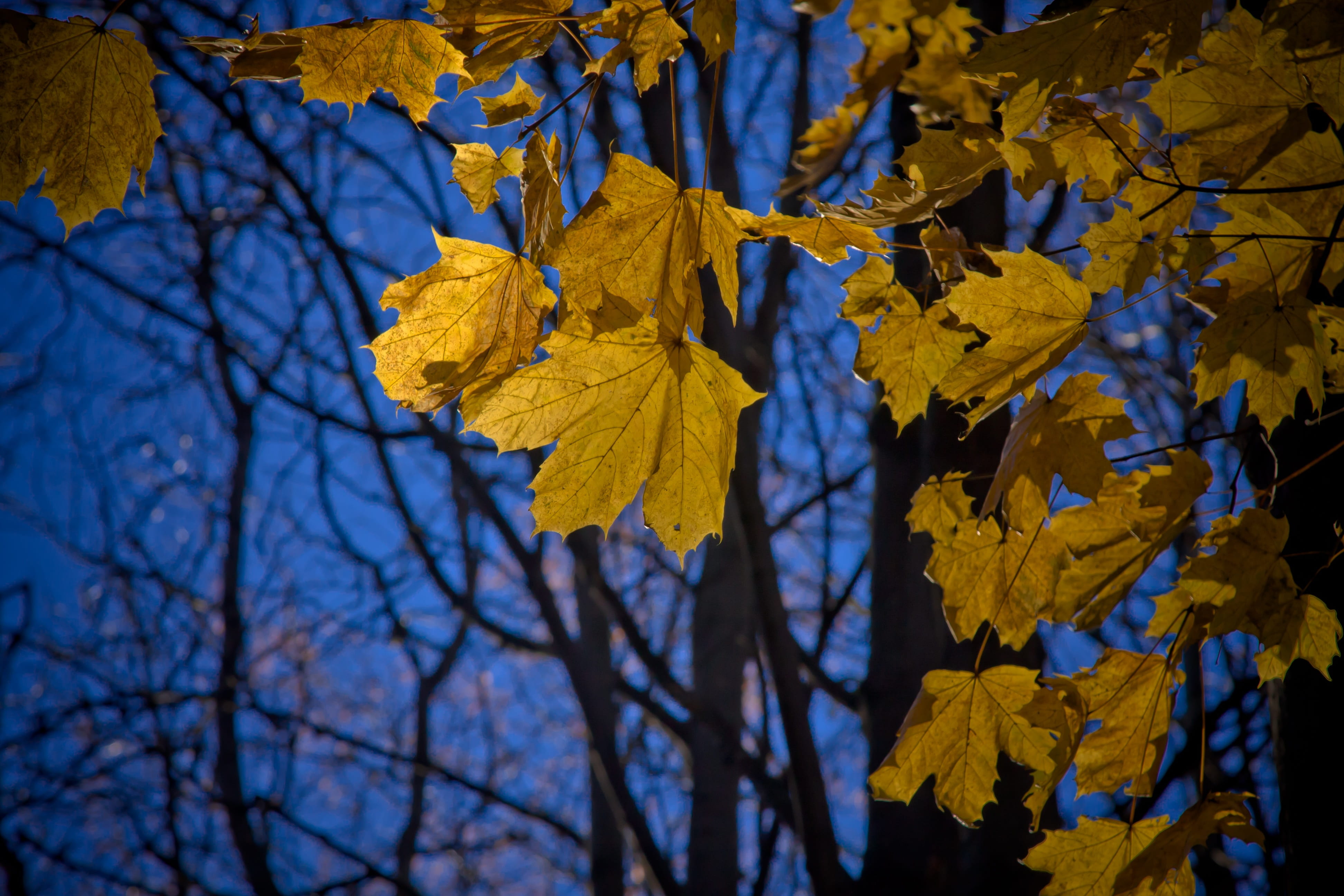 season, change, eos 40d, maple leaves, leaves, low angle view, maple leaf, canon, maple, outdoors, 4K, tranquility, branch, sky, day, no people, plant, HD Wallpaper