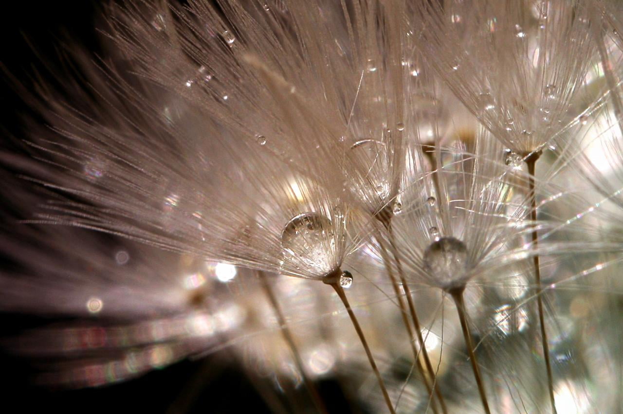 nature, white, Dandelion, 720P, photo, Cocktail, close-up, water  drop, macro, flowers, Canon 40D, seed, HD Wallpaper