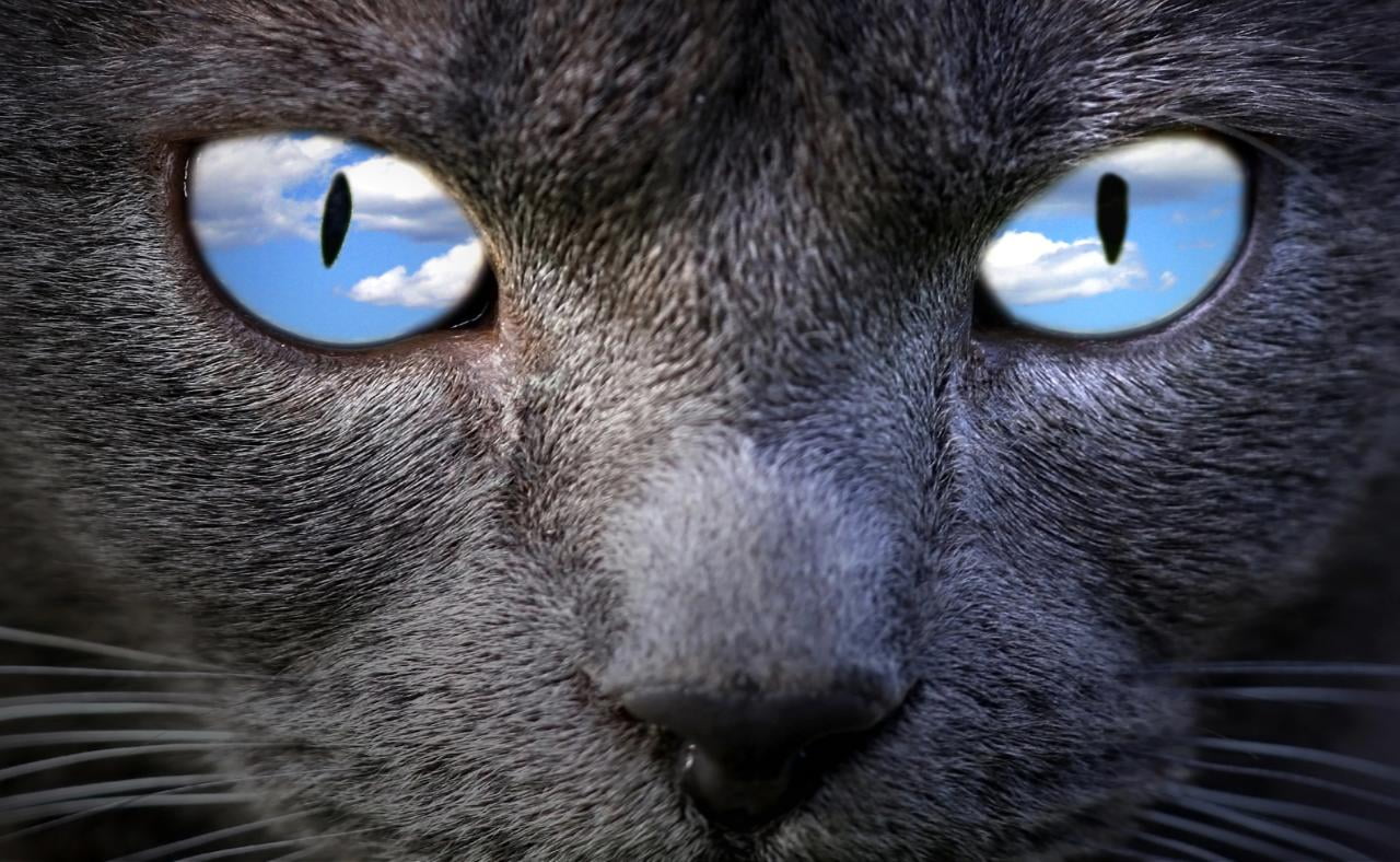 cat, Explore, eye, caat, sky, domestic Cat, Canon 40D, animal, pets, face, animal Eye, Bombay, looking, macro, look, 720P, HD Wallpaper