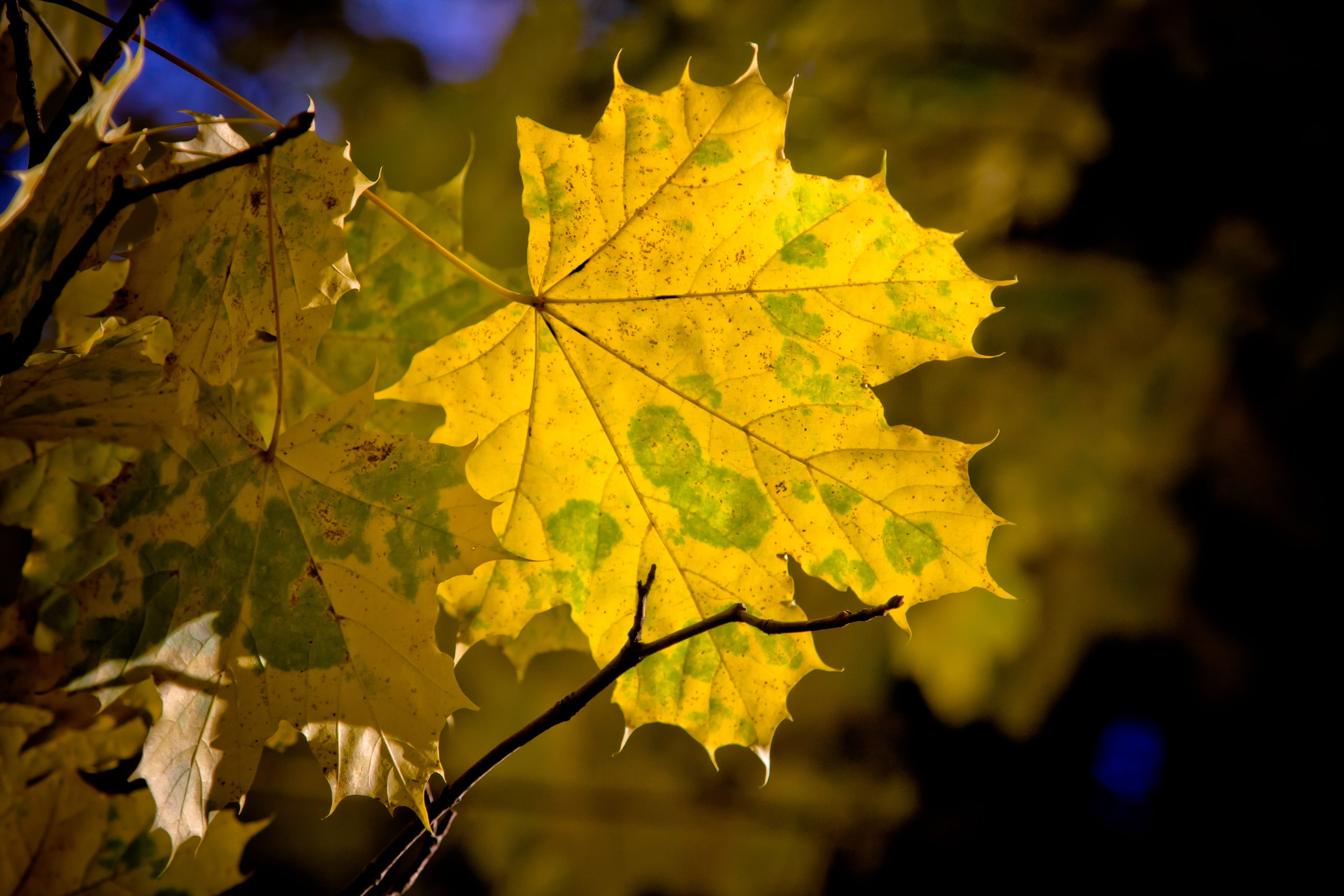 4K, fall, maple leaf, autumn colours, autumn colors, eos 40d, leaves, no people, change, nature, maple, outdoors, beauty in nature, growth, canon, close-up, HD Wallpaper
