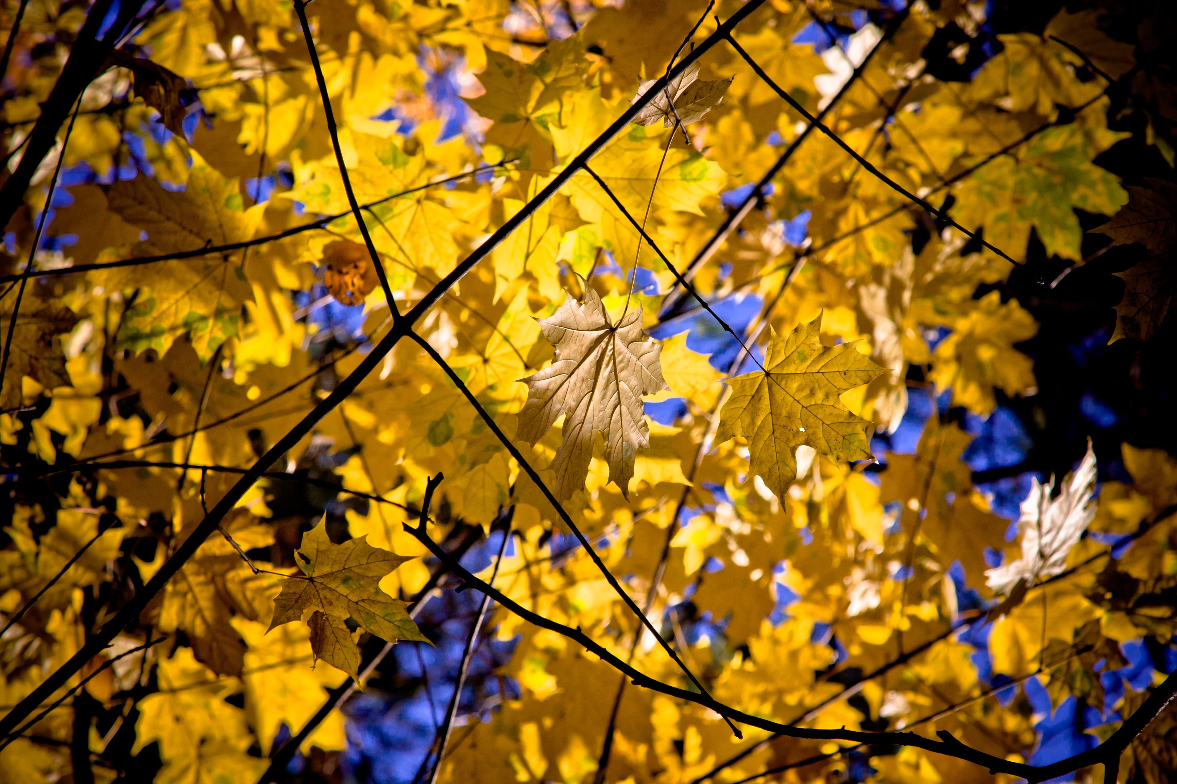 flowering plant, fragility, freshness, maple, flower, maple leaves, fall, day, nature, no people, leaf, low angle view, vulnerability, plant, autumn colors, HD Wallpaper