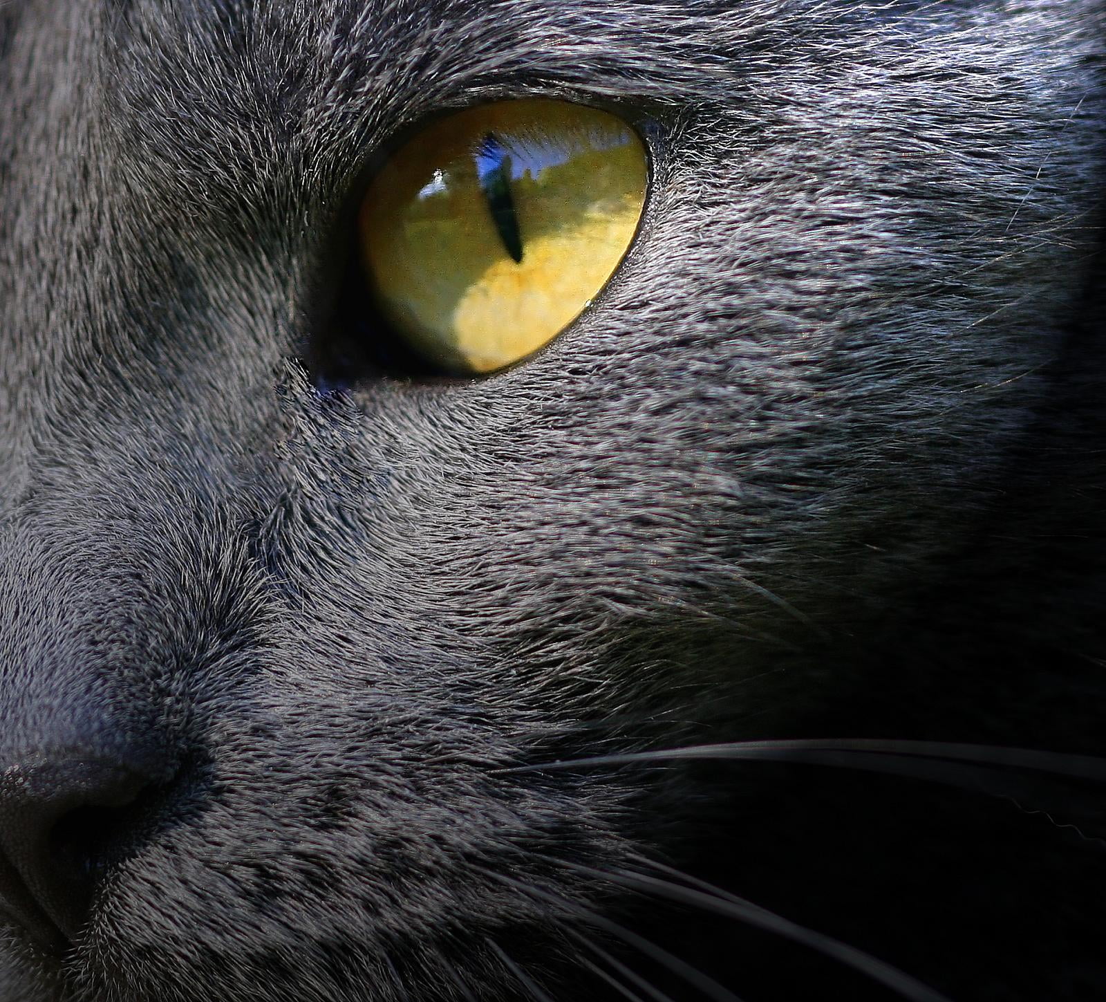 animal, Canon 40D, light, fur, Cat eye, pets, close-up, yellow, black  eye, cat, 720P, domestic Cat, looking, untitled, macro, eye 2, animal Eye, HD Wallpaper