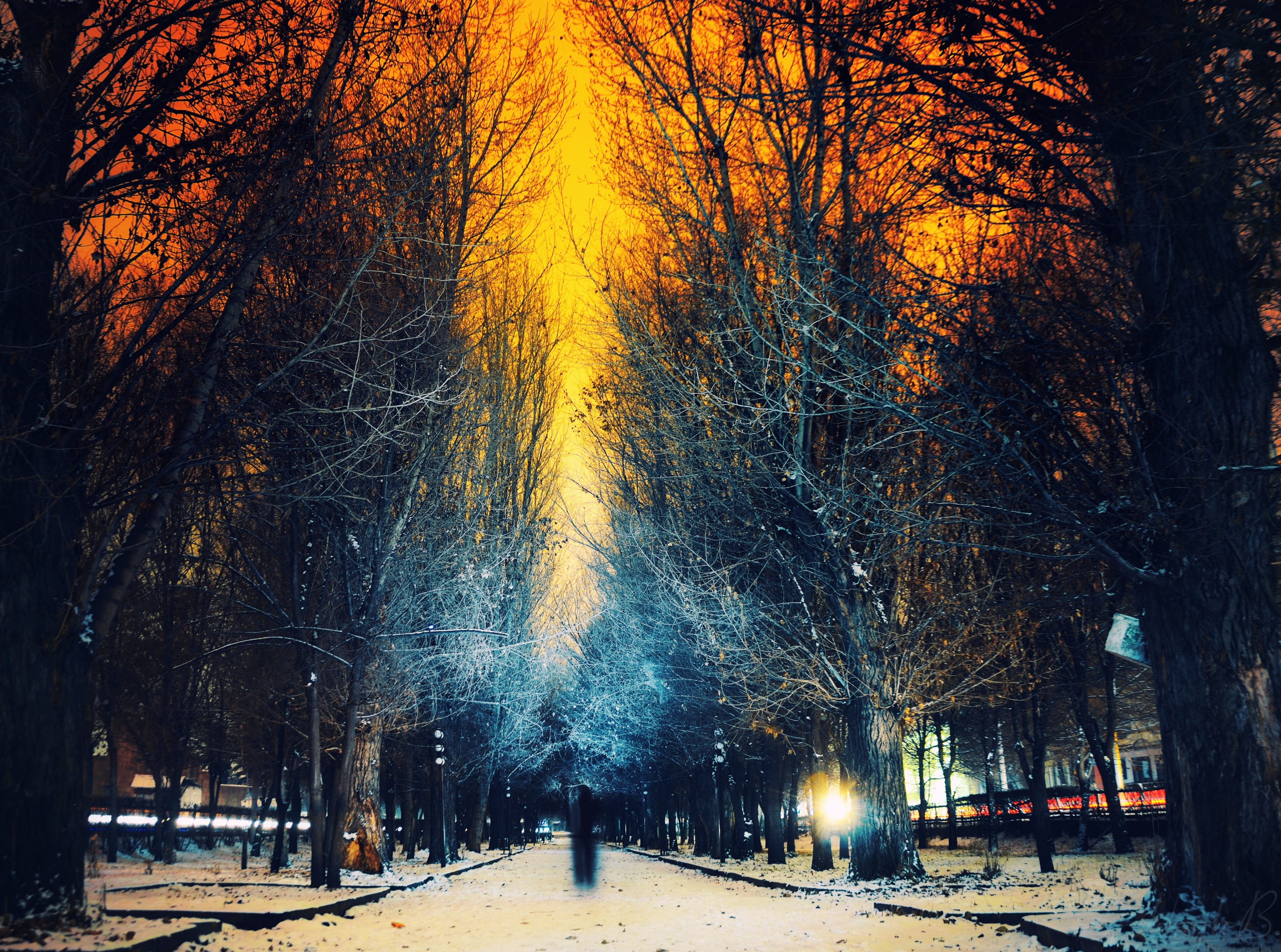 nature, treelined, tranquility, park, tree trunk, Seasons, bare, snow, Artistic, no people, outdoors, covering, City, tree, trunk, tranquil scene, HD Wallpaper