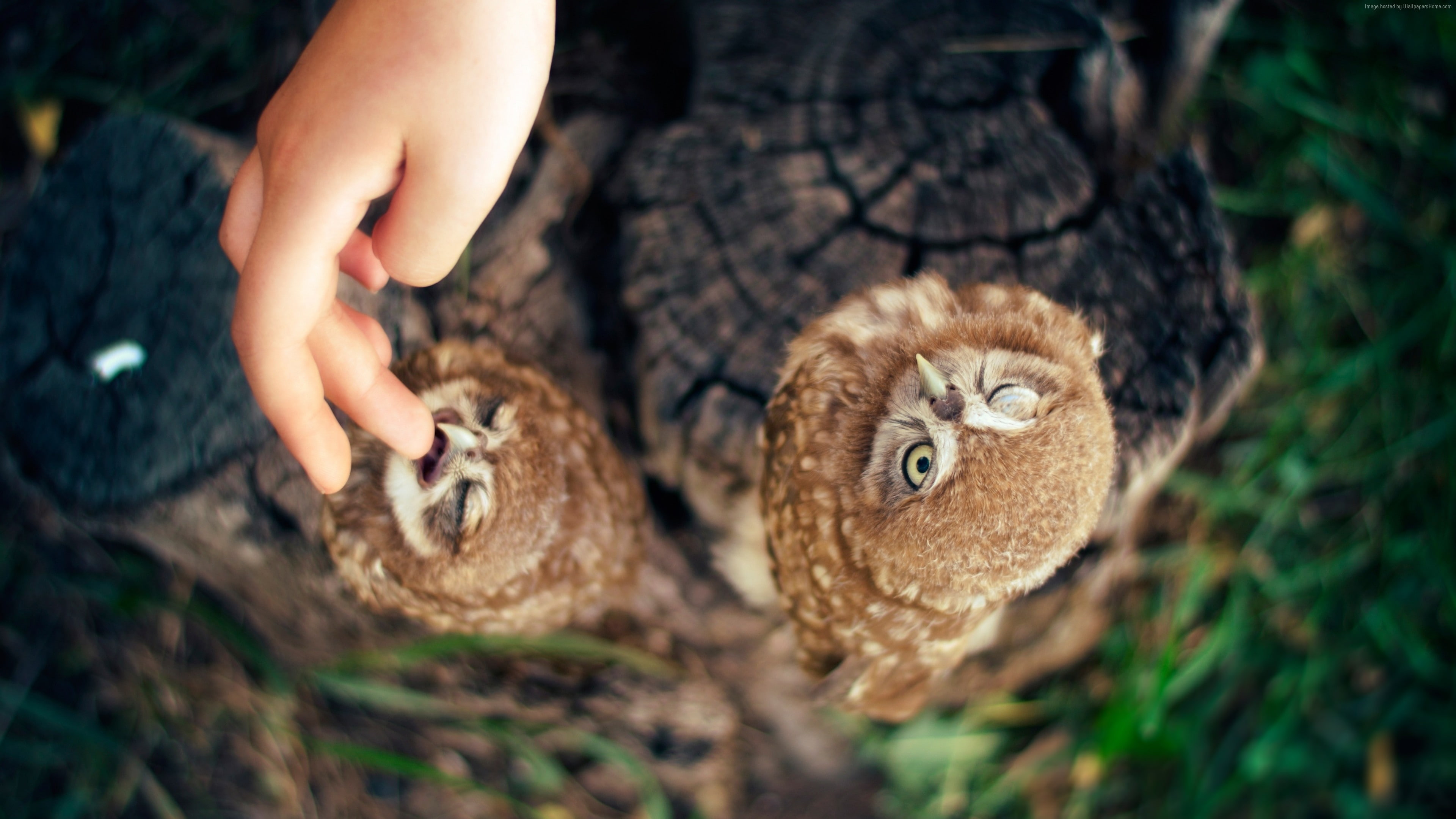 human hand, Owl, finger, plant, cute, Ann and Hayk Owls, tree, 4K, focus on foreground, close-up, selective focus, outdoors, body part, hand, childhood, HD Wallpaper