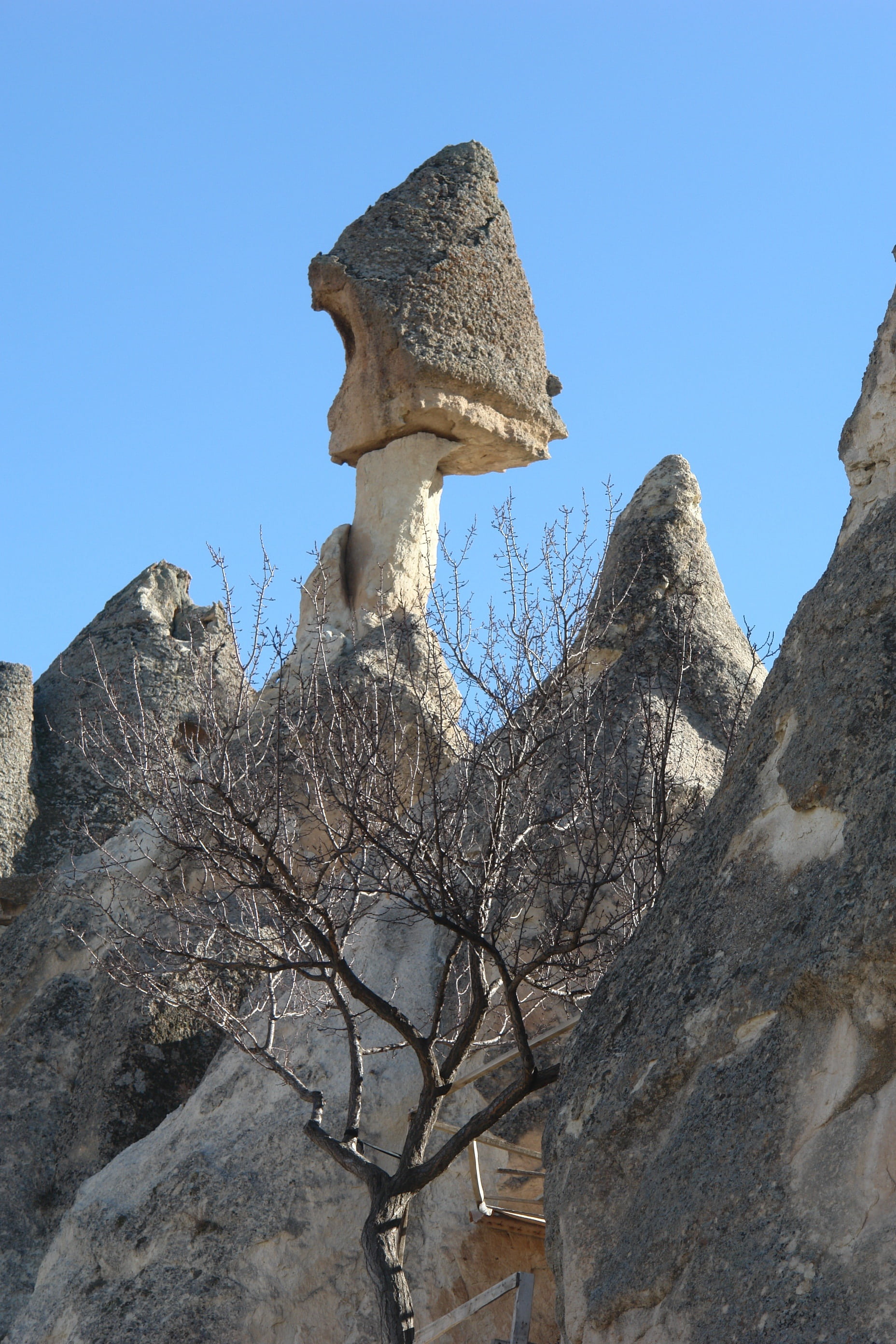 valley, cappadocia, plant, unesco, tourism, travel destinations, 2K, geology, history, bare tree, erosion, low angle view, blue, no people, kapadokya, Phone HD Wallpaper