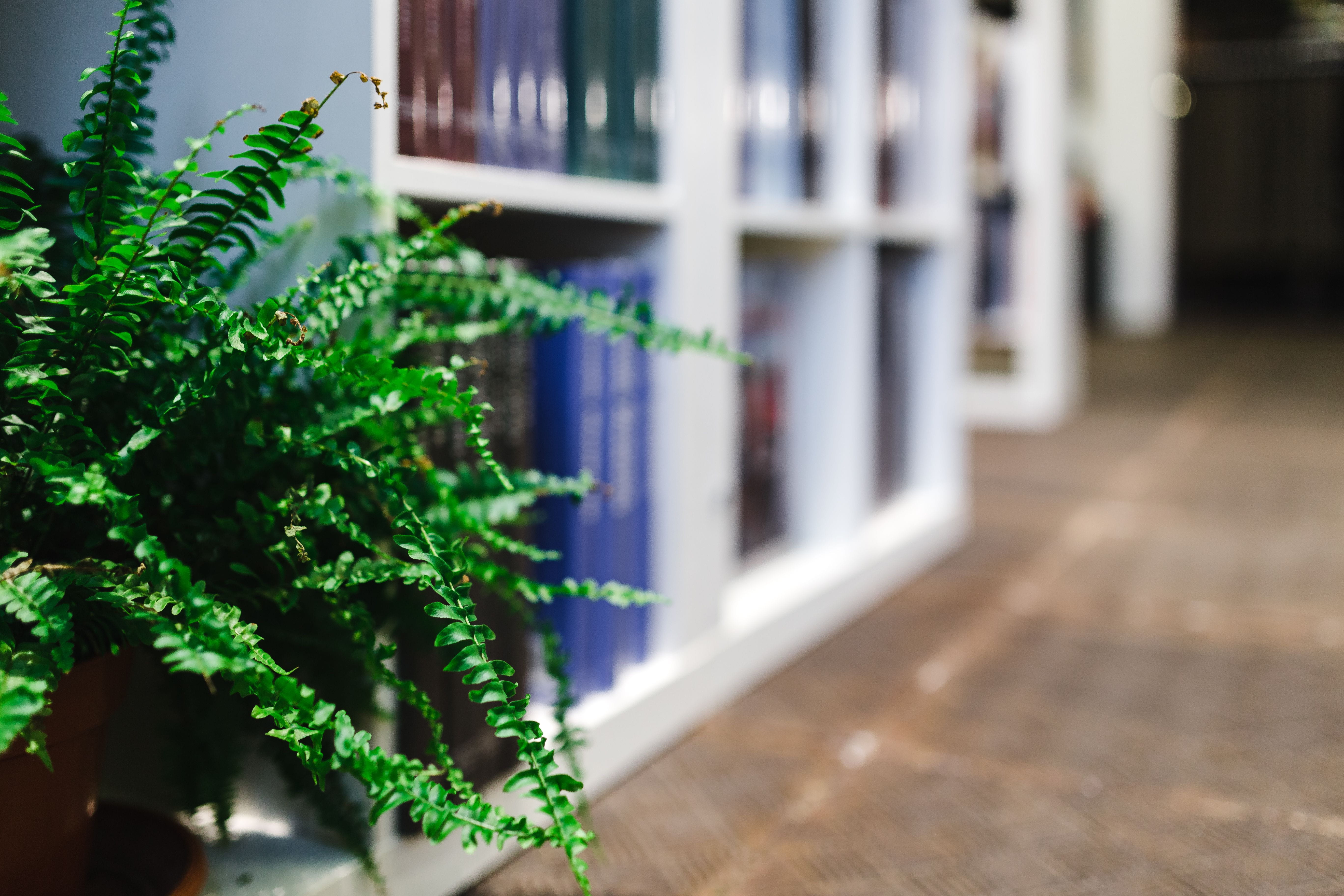 houseplant, day, focus on foreground, 5K, no People, nature, close-up, multi colored, plant, growth, building exterior, bookshop, knowledge, visit, potted plant, HD Wallpaper