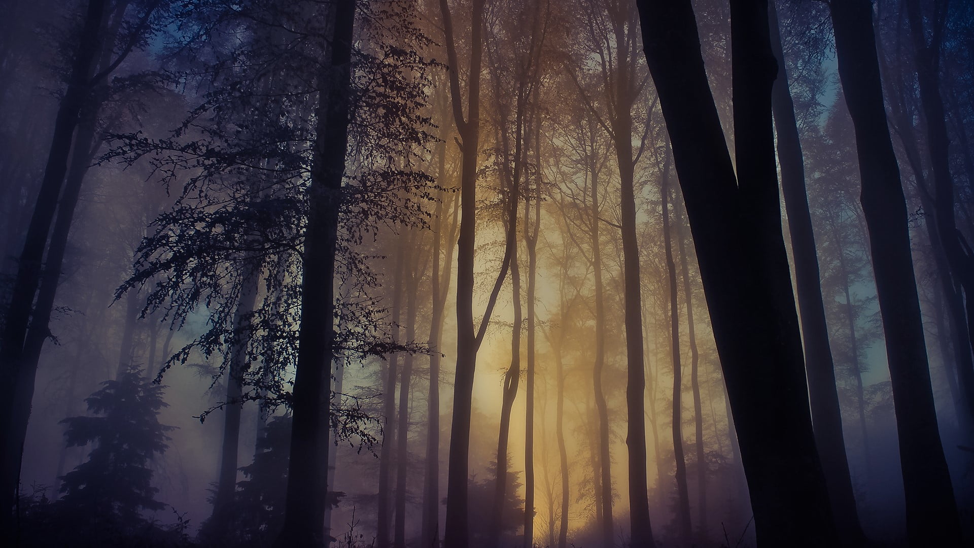 yellow, winter, tranquility, fog, plant, trunk, 1080P, window, low angle view, forest, sky, nature, woodland, land, no people, landscape, tree trunk, growth, HD Wallpaper