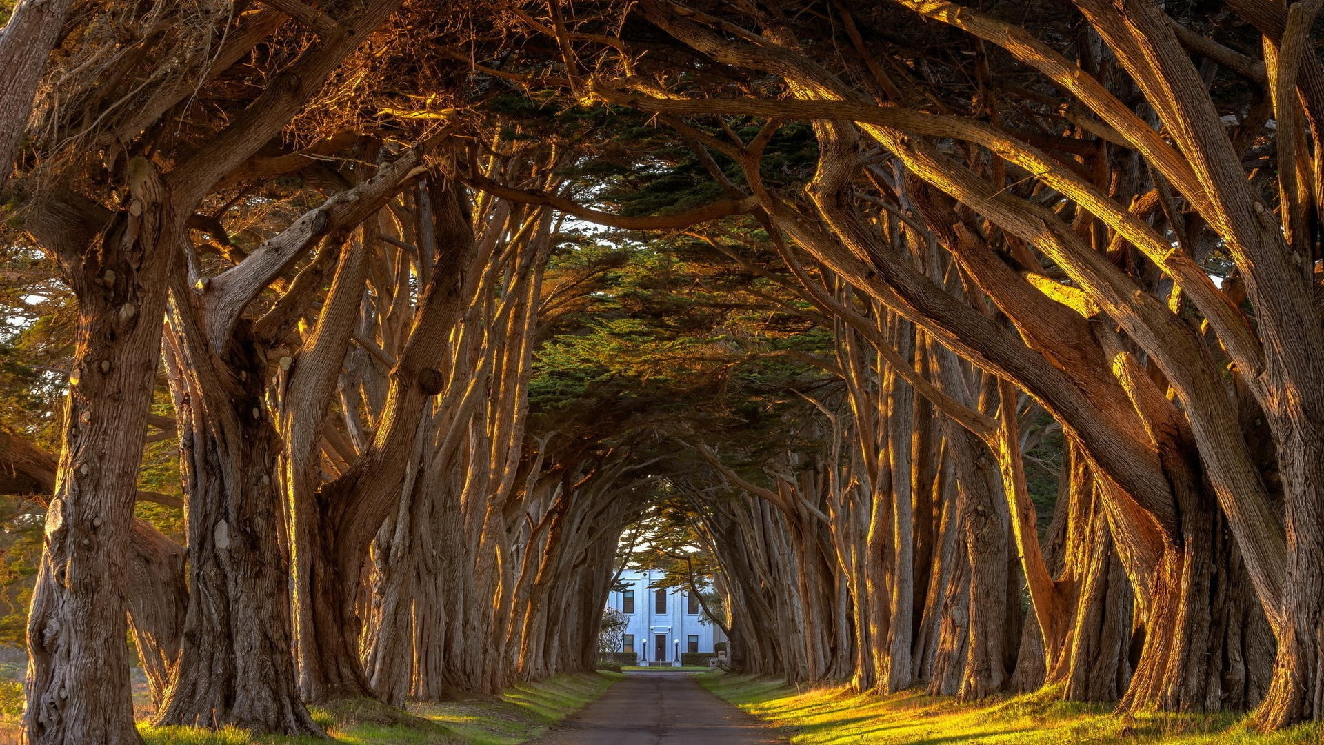 real people, arch, the way forward, leisure activity, direction, day, amazing nature pictures  hd 1920x1080, tunnel, tree, incidental people, rear view, HD Wallpaper