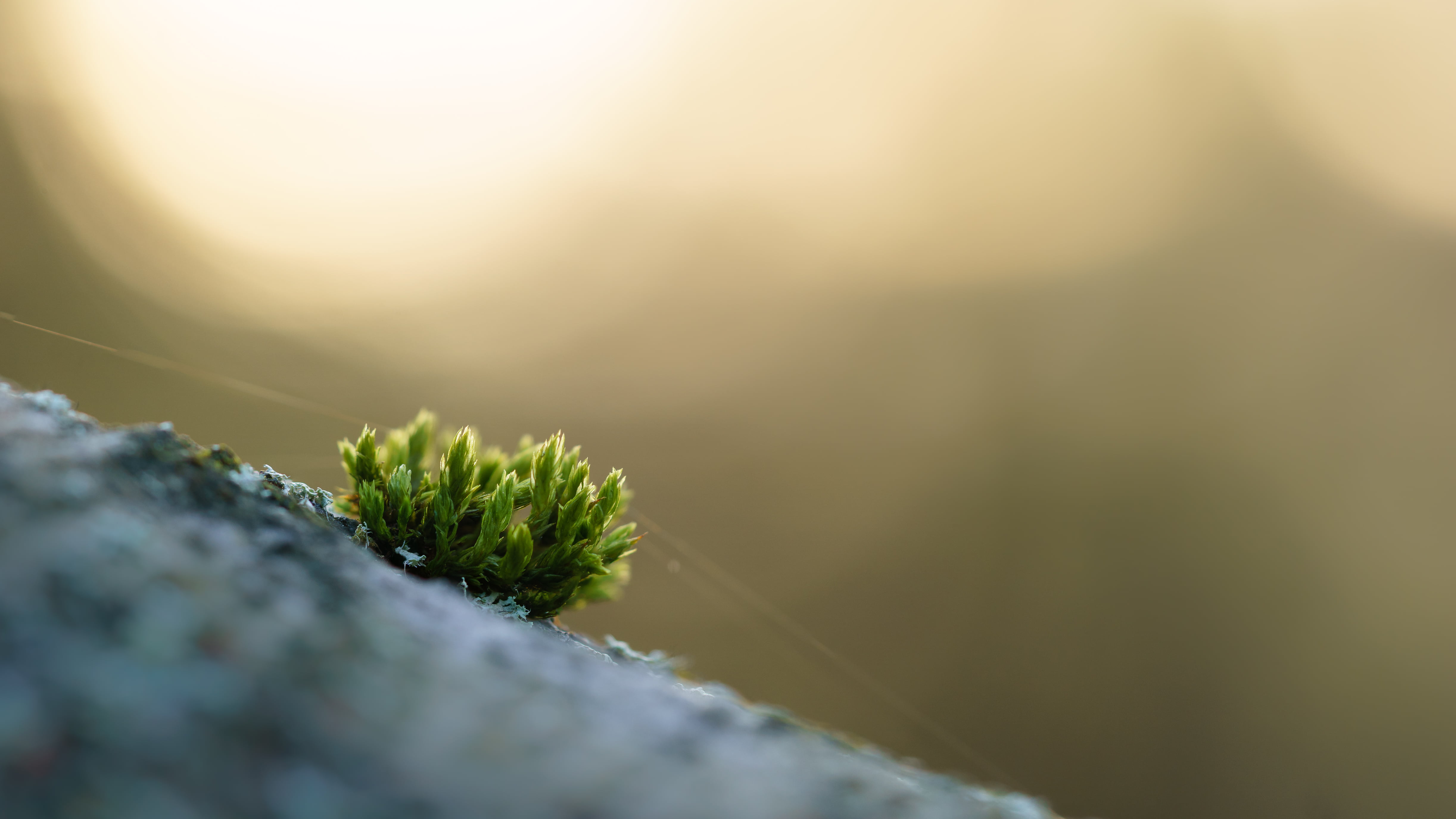 muss, plant, outdoors, Licht, green, Alles, Elbsandsteingebirge, 4K, green Color, Green  Plant, Makro, Sony  a6000, FE, Macro, close-up, Shallow, Outdoor, HD Wallpaper