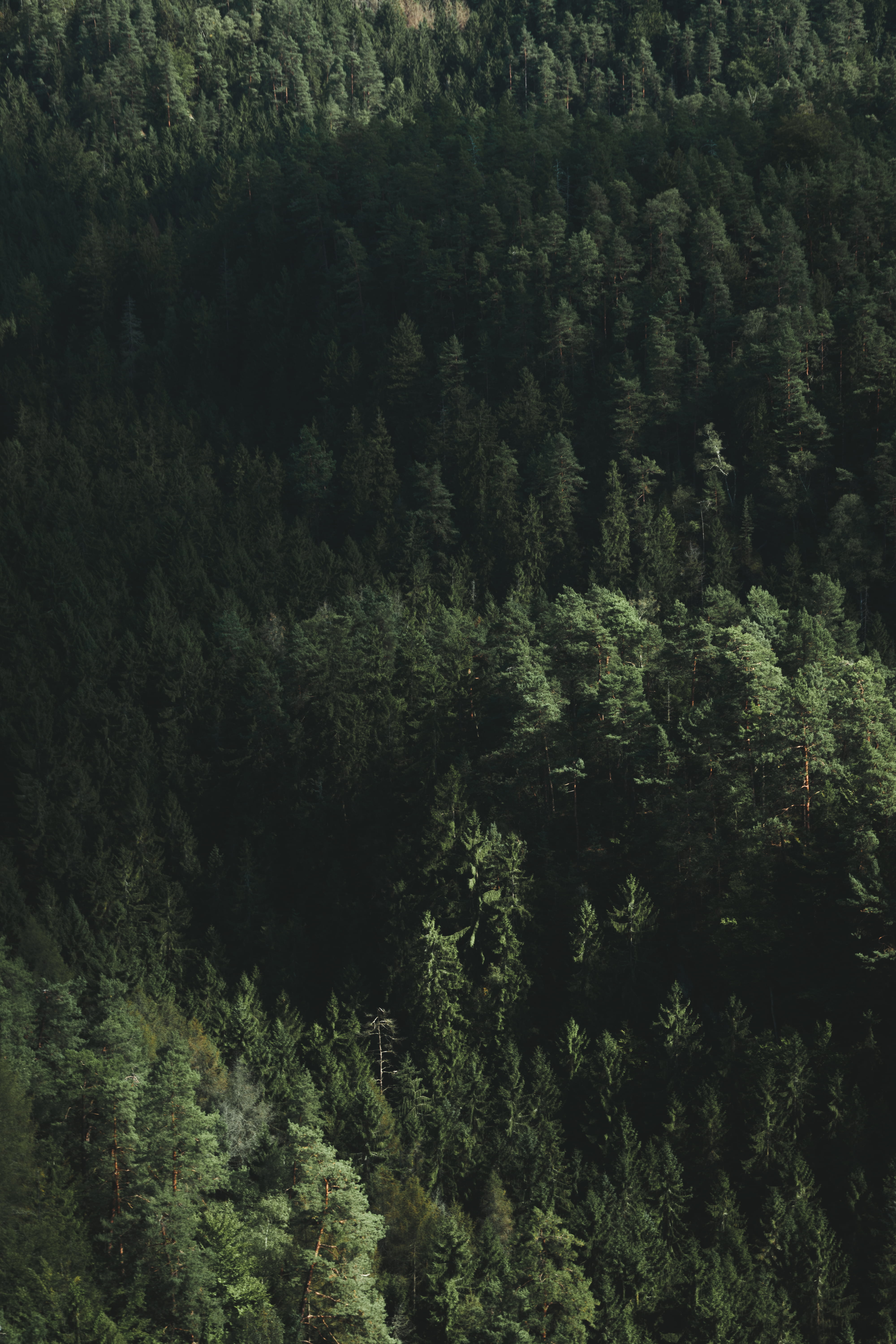 tranquil scene, woodland, travel, day, lush foliage, non-urban scene, nature, germany, rainforest, growth, outdoors, sächsische schweiz-osterzgebirge, evergreen tree, Phone HD Wallpaper