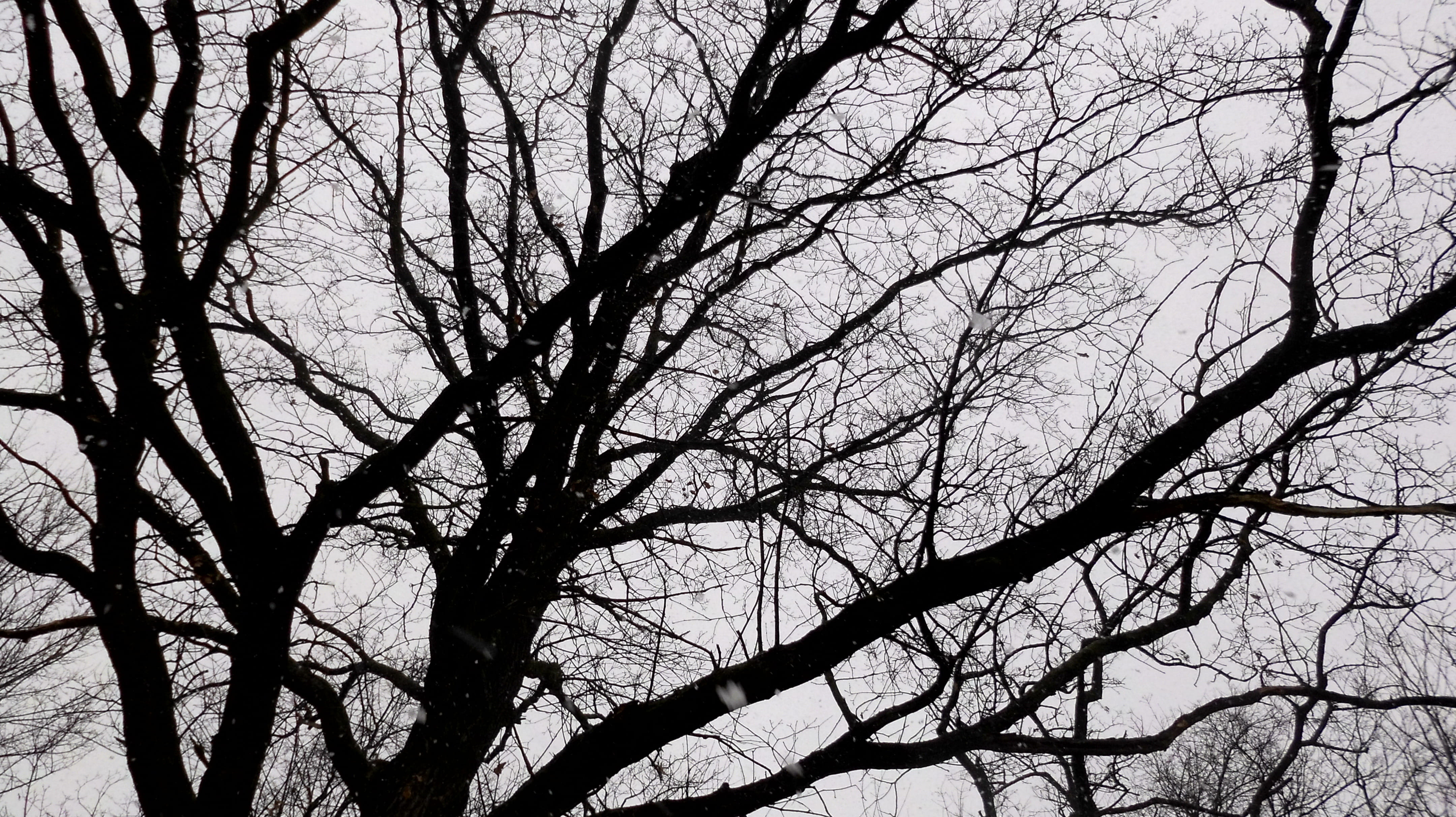 4K, branch, grey, clear sky, black, scenics - nature, silhouette, nature, backgrounds, snow, trunk, bare tree, sw, sky, tranquility, germany, outdoors, HD Wallpaper