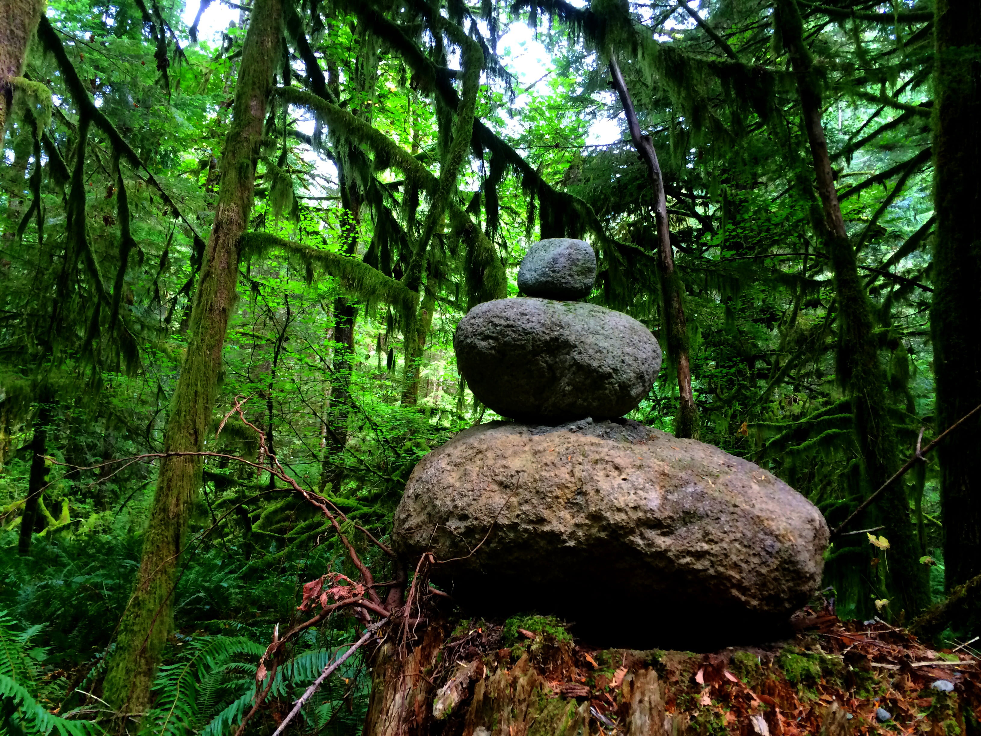 fisheries, count, Western Oregon, biology, Water, Bureau, Land Management, black rock, Fish, Counting, rock balancing, Salem District, wildlife, salmon, HD Wallpaper