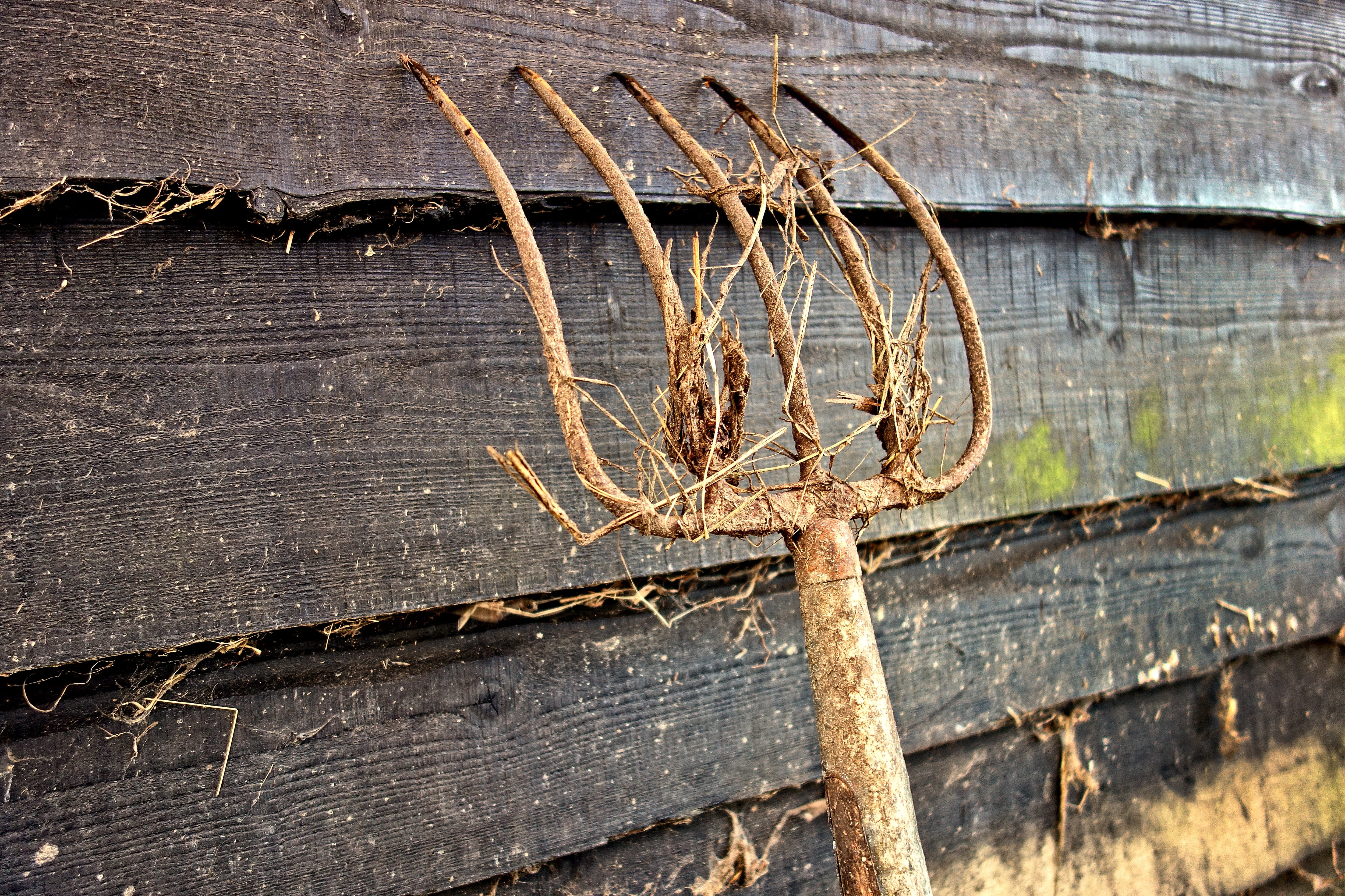 utensil, nature, backgrounds, decline, pitch fork, run-down, agriculture, farming, textured, day, symbol, no people, tool, deterioration, weathered, close-up, HD Wallpaper