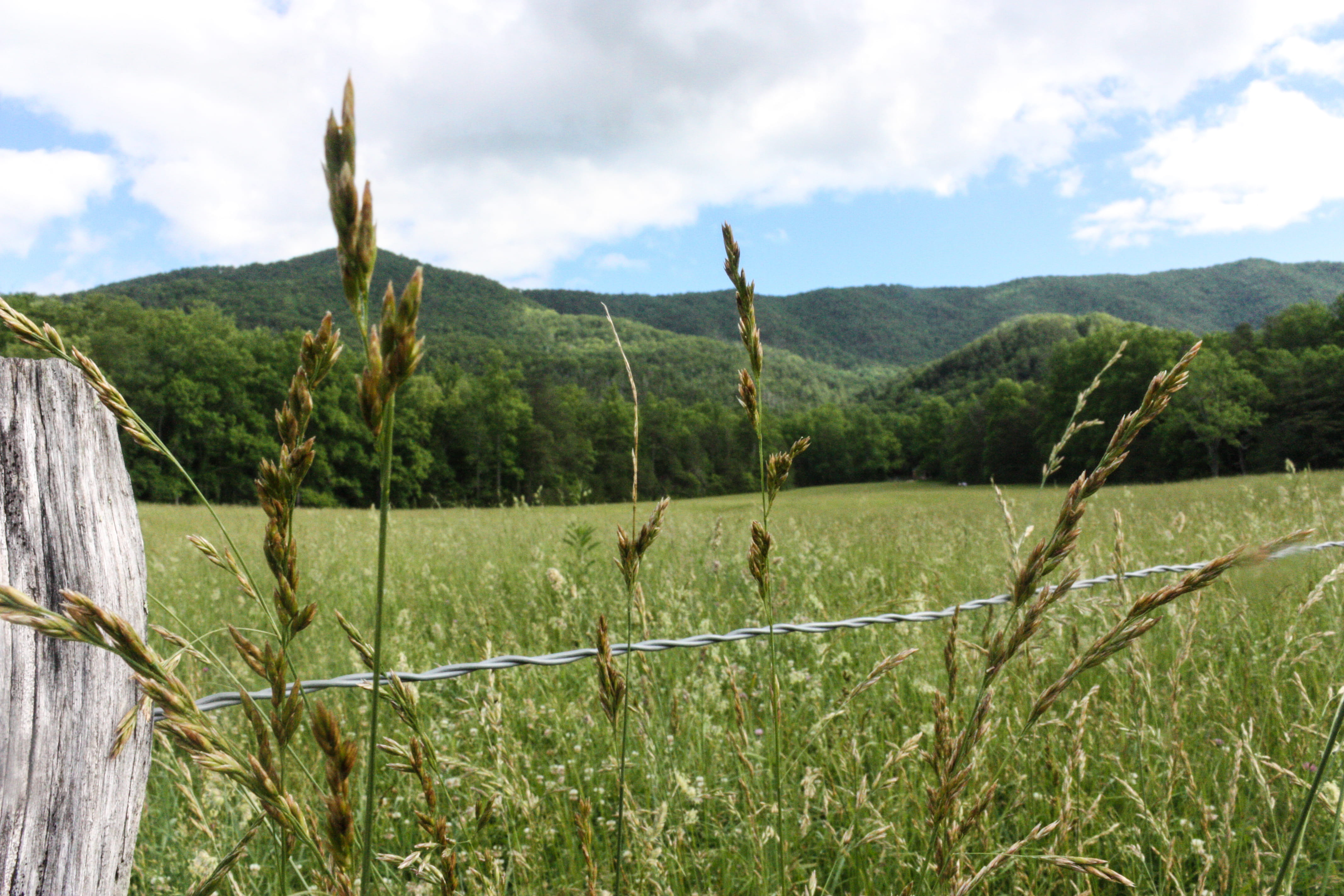 landscape, tennessee, weeds, outdoors, drive, non-urban scene, 4K, national, cloud - sky, growth, beauty in nature, land, tranquil scene, tranquility, HD Wallpaper