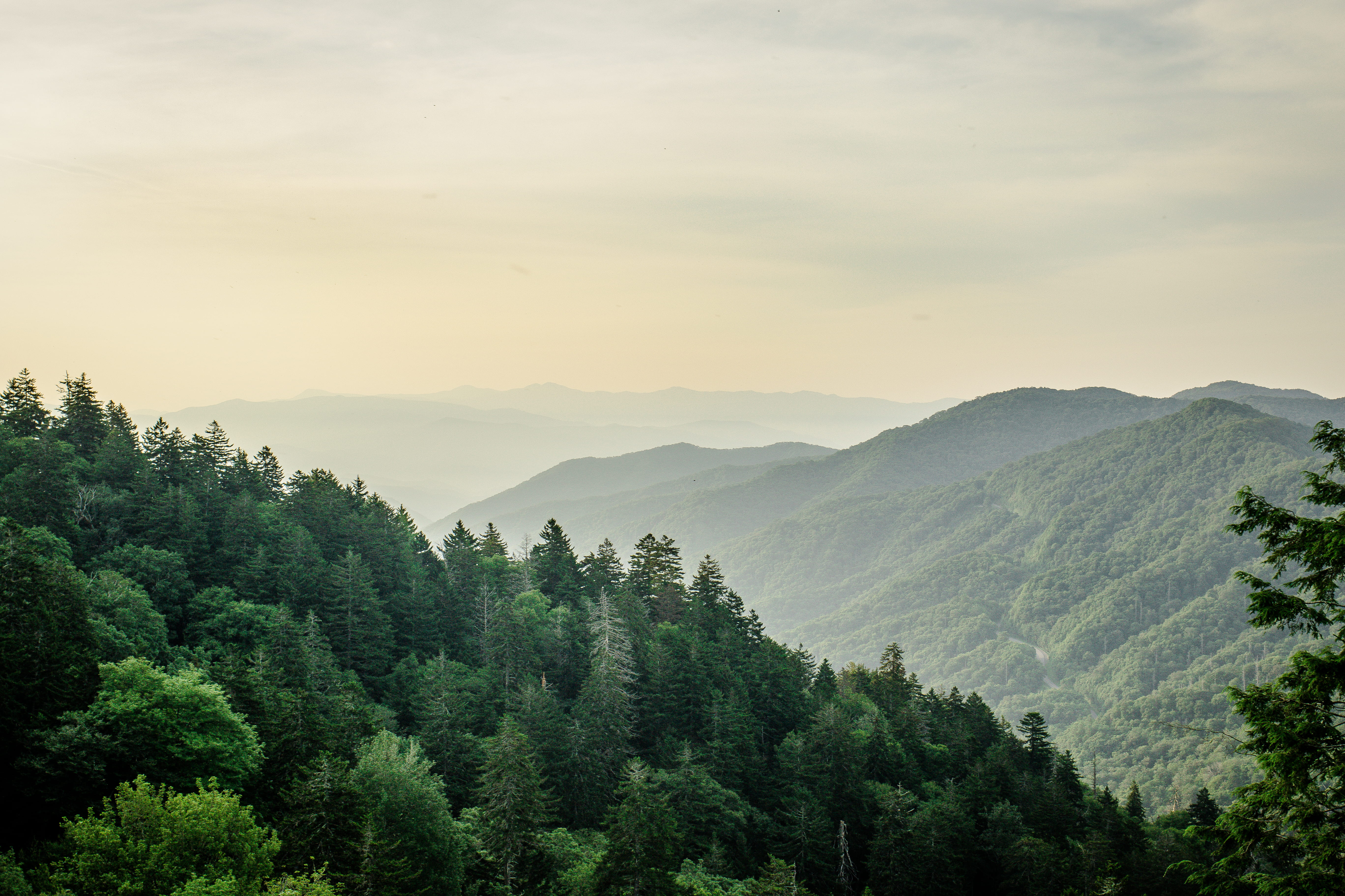trees, great smoky mountains, coniferous tree, tree, scenics - nature, camping, smoky mountains, wilderness, beauty in nature, cloud - sky, green color, HD Wallpaper