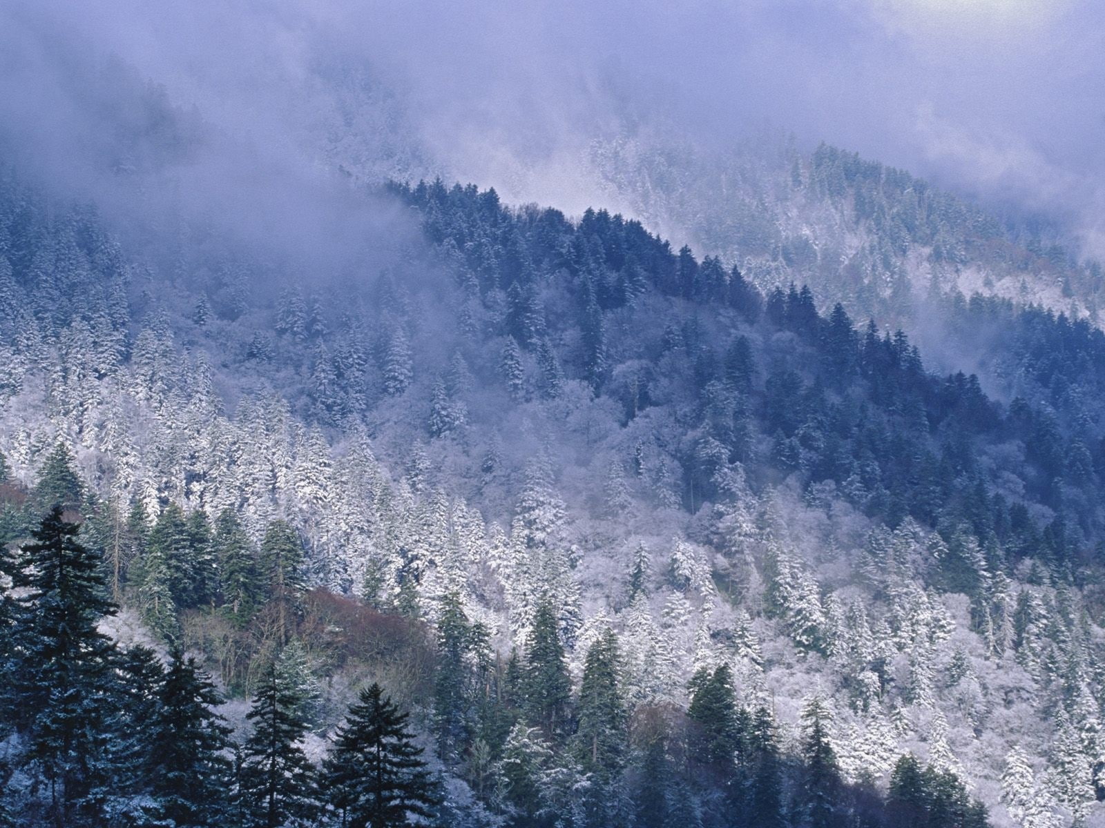 forest, pinaceae, Trees, beauty in nature, land, 720P, fog, pine tree, environment, plant, Winter, Snow, scenics - nature, evergreen tree, Height, Great smoky mountains, HD Wallpaper