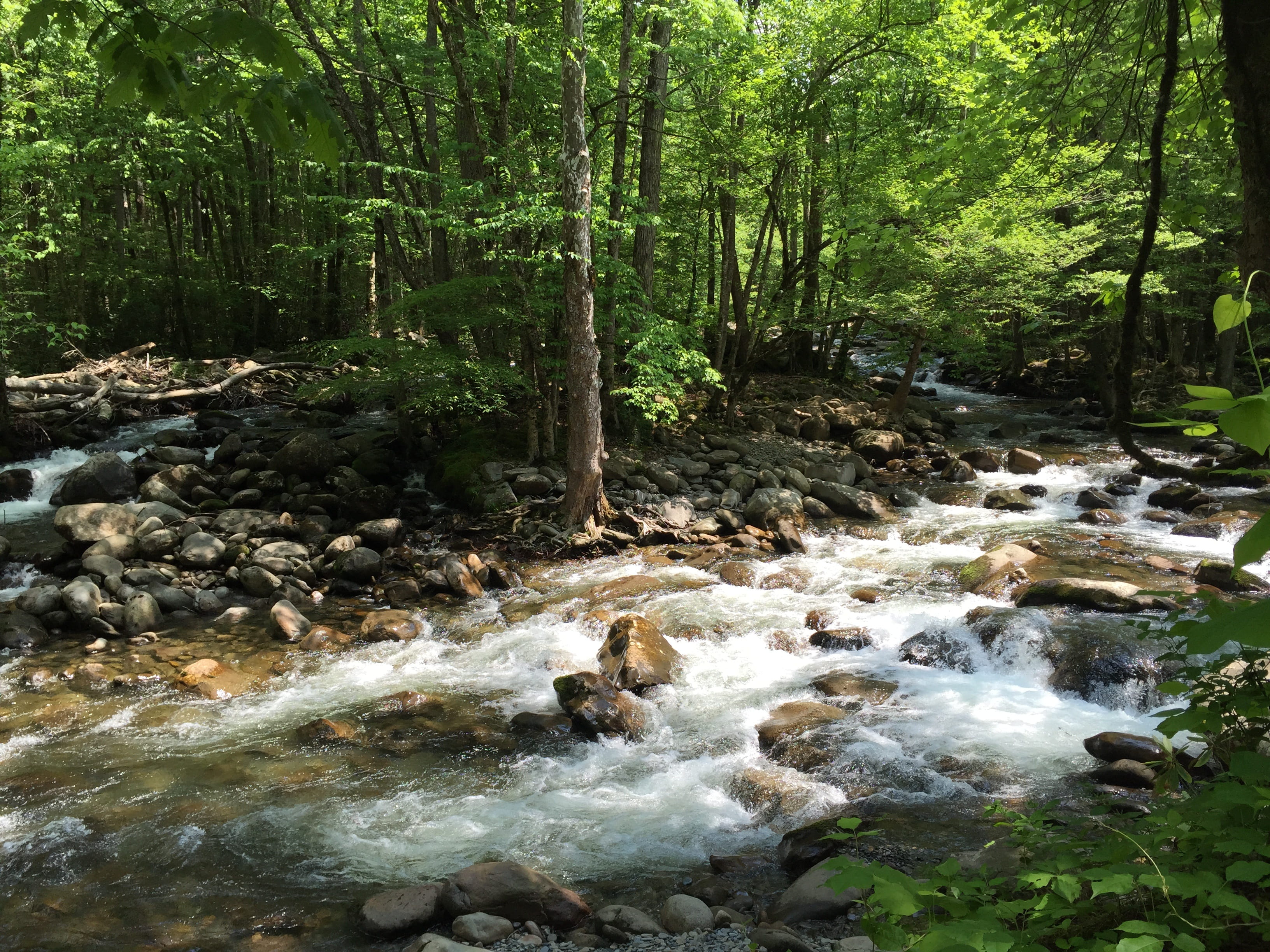 long exposure, park, wilderness Area, Park, Forest, Nature, waterfall, rock - Object, growth, 2K, motion, power in nature, outdoors, Water, gsmnp, flowing Water, HD Wallpaper