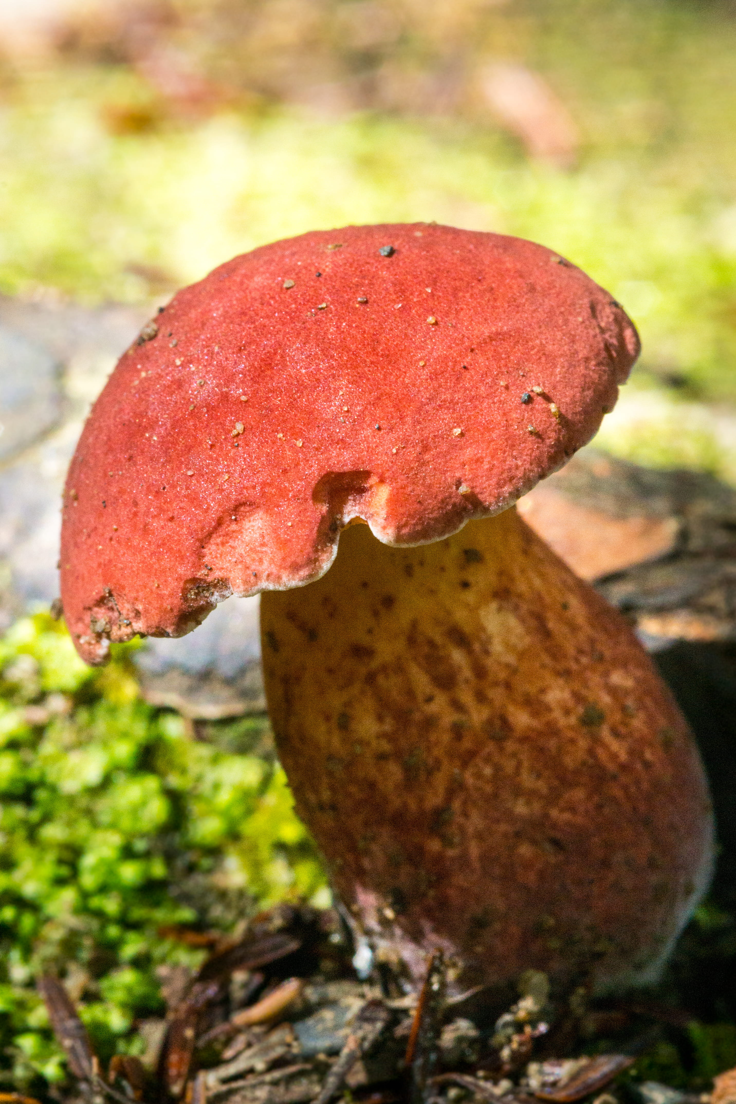 field, fungus, red, land, great smoky mountains national park, food, day, nature, united states, outdoors, plant part, focus on foreground, growth, 4K, Phone HD Wallpaper
