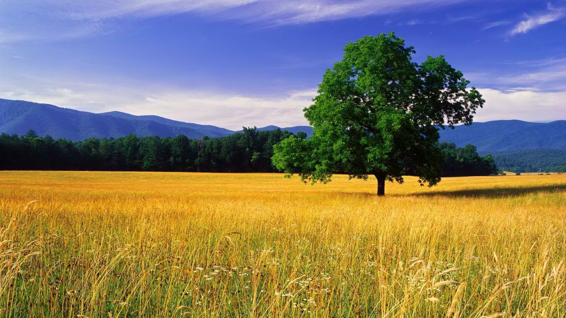 mountains, tennessee, park, great, smoky, oak, national, 1080P, HD Wallpaper