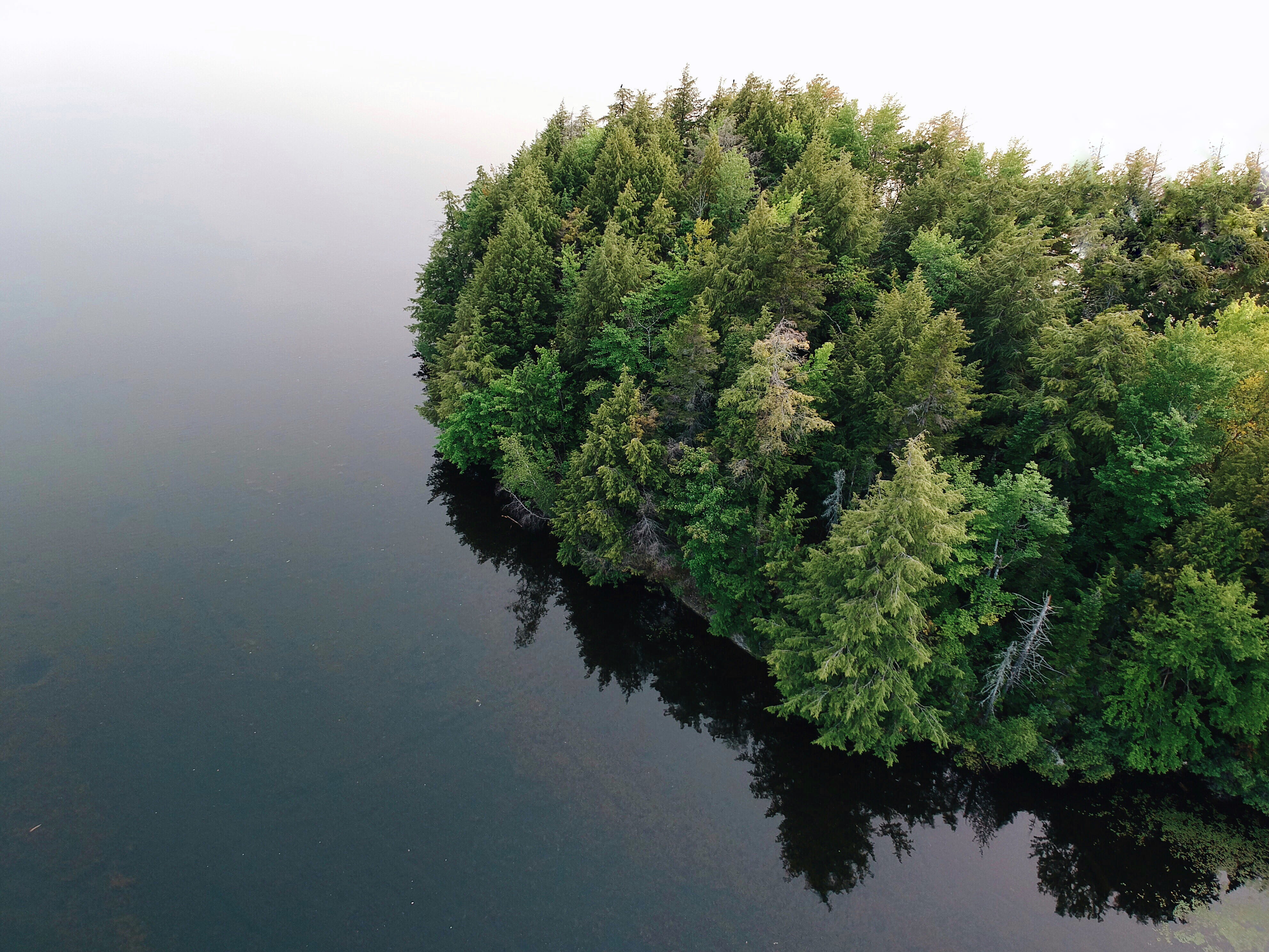 growth, fog, drone, nature, canada, no people, s, high angle view, quebec, eye, dji, aerial, mist, lake, trees, forest, beauty in nature, tree, view, coniferous tree, HD Wallpaper