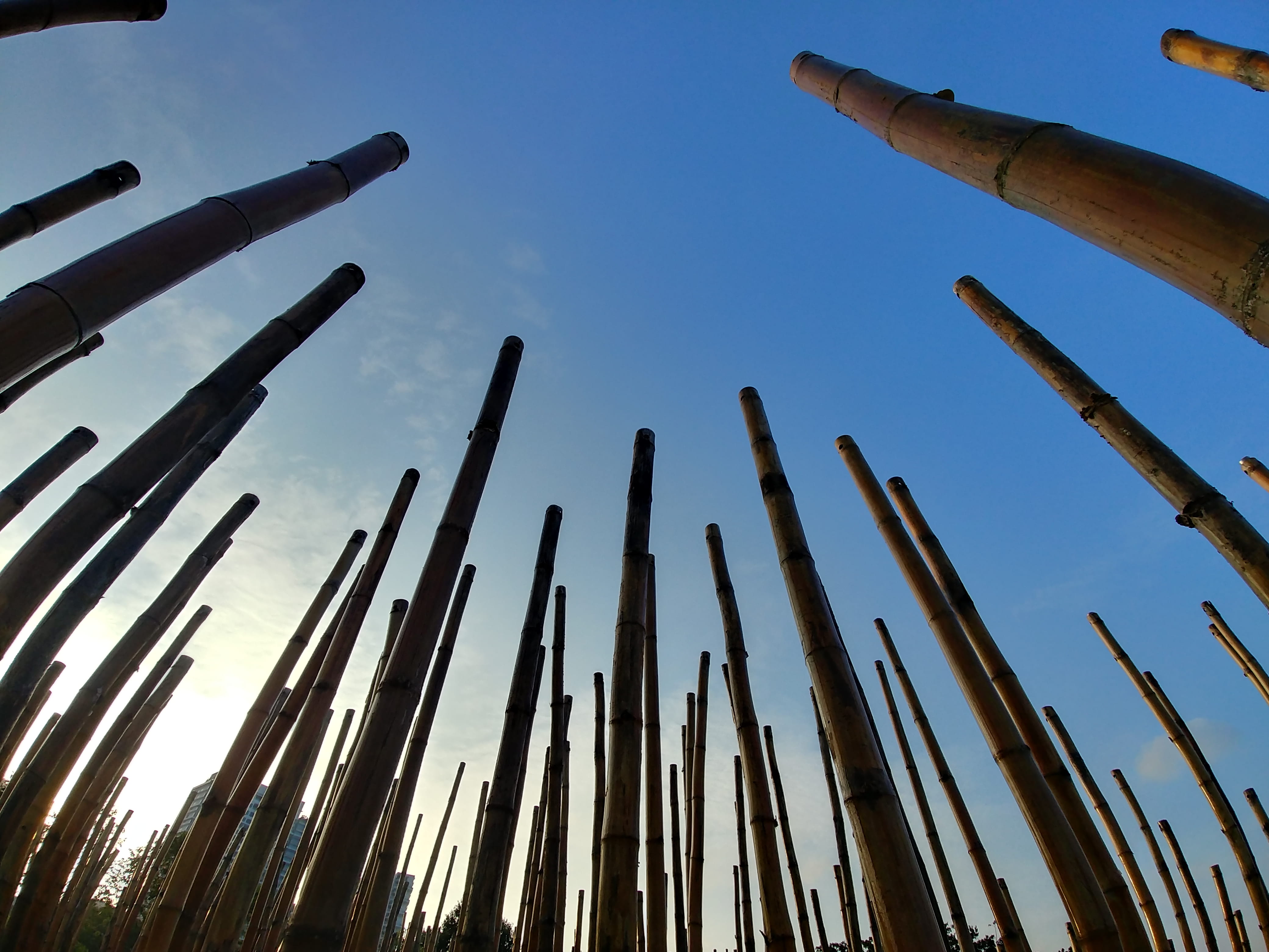 architecture, bamboo, metal, bamboo - material, johor, lg, nusajaya, tree, day, 4K, clear sky, wood - material, growth, habour, tall - high, pattern, tanjung puteri, HD Wallpaper