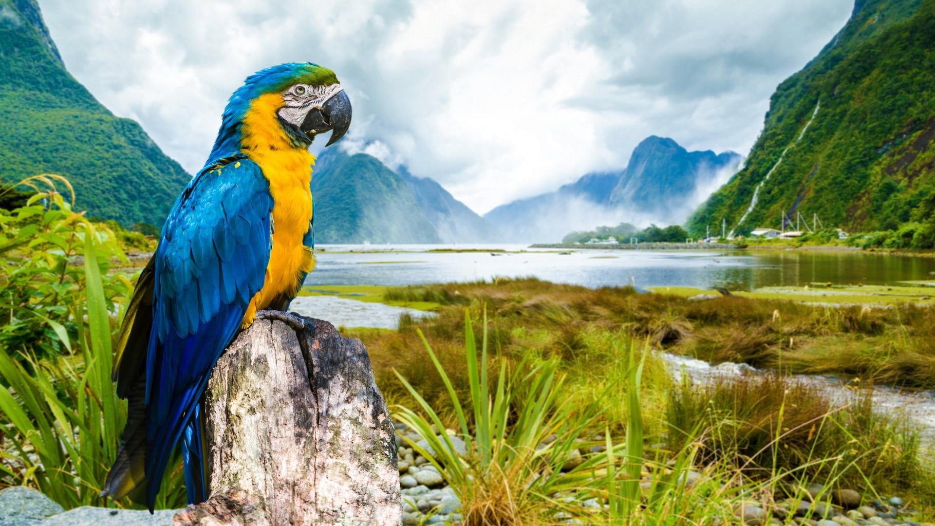 mountain, day, mountain range, view, animal wildlife, water, animals in the wild, parrot, plant, 1080P, no people, nature, animal themes, one animal, vertebrate, HD Wallpaper