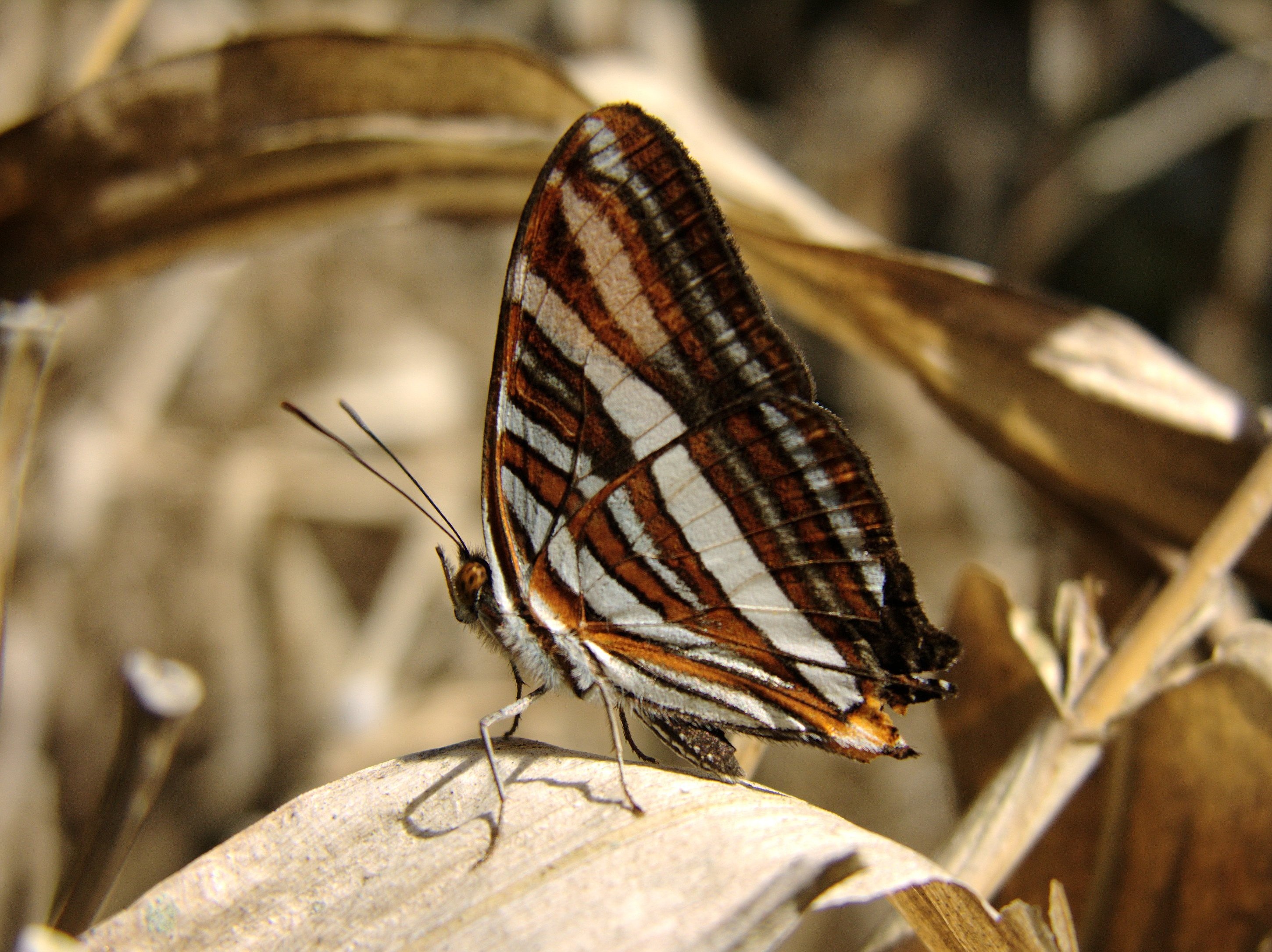 adelpha syma, day, no people, invertebrate, butterfly, flowers, nature, animal wildlife, close-up, wildlife, butterfly - insect, syma sister, animal markings, HD Wallpaper
