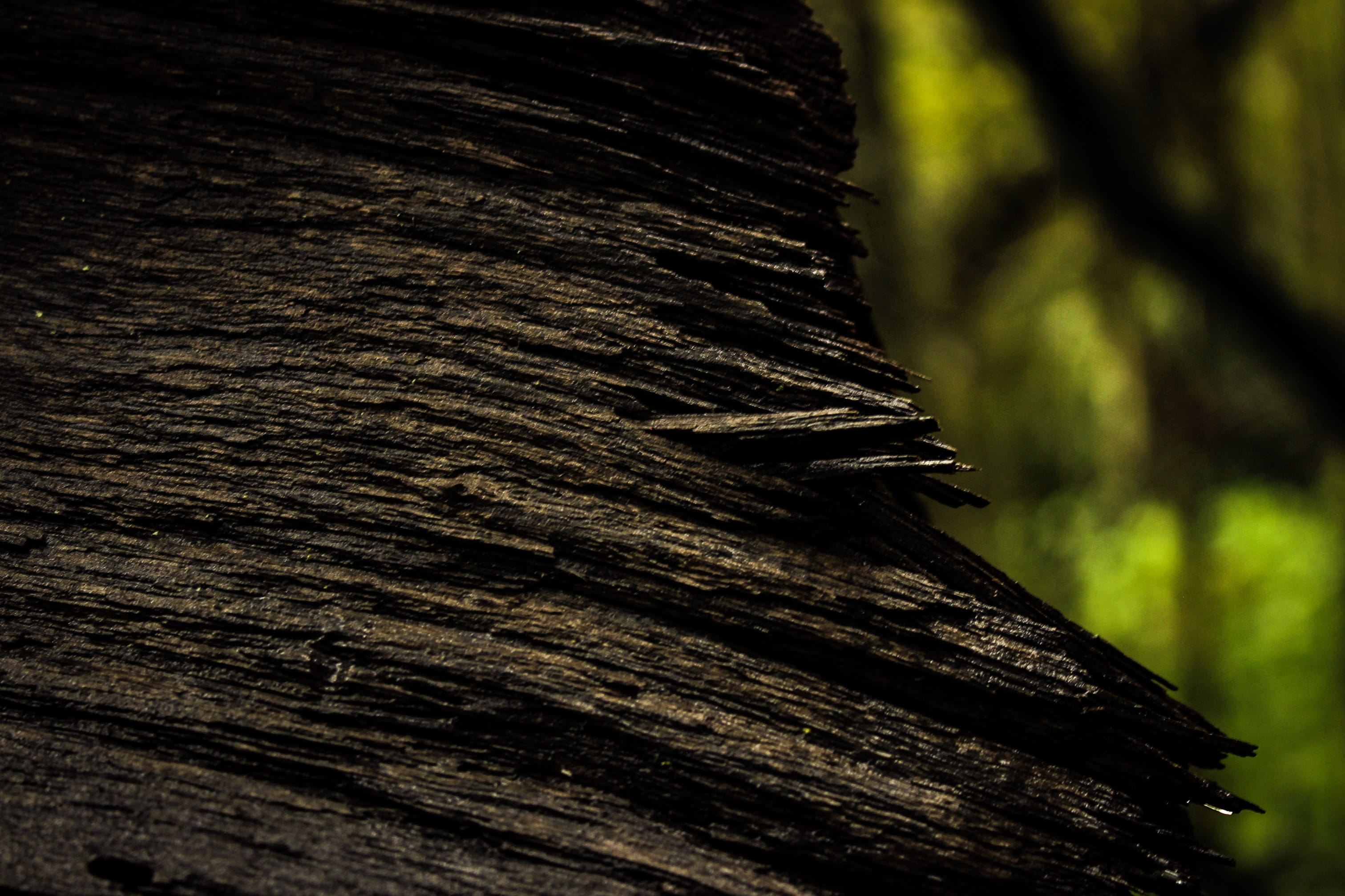 tree, outdoors, drops, rademeyers, forest, environment, wood - material, misty, textured, natural pattern, explore, close-up, focus on foreground, rainy, HD Wallpaper